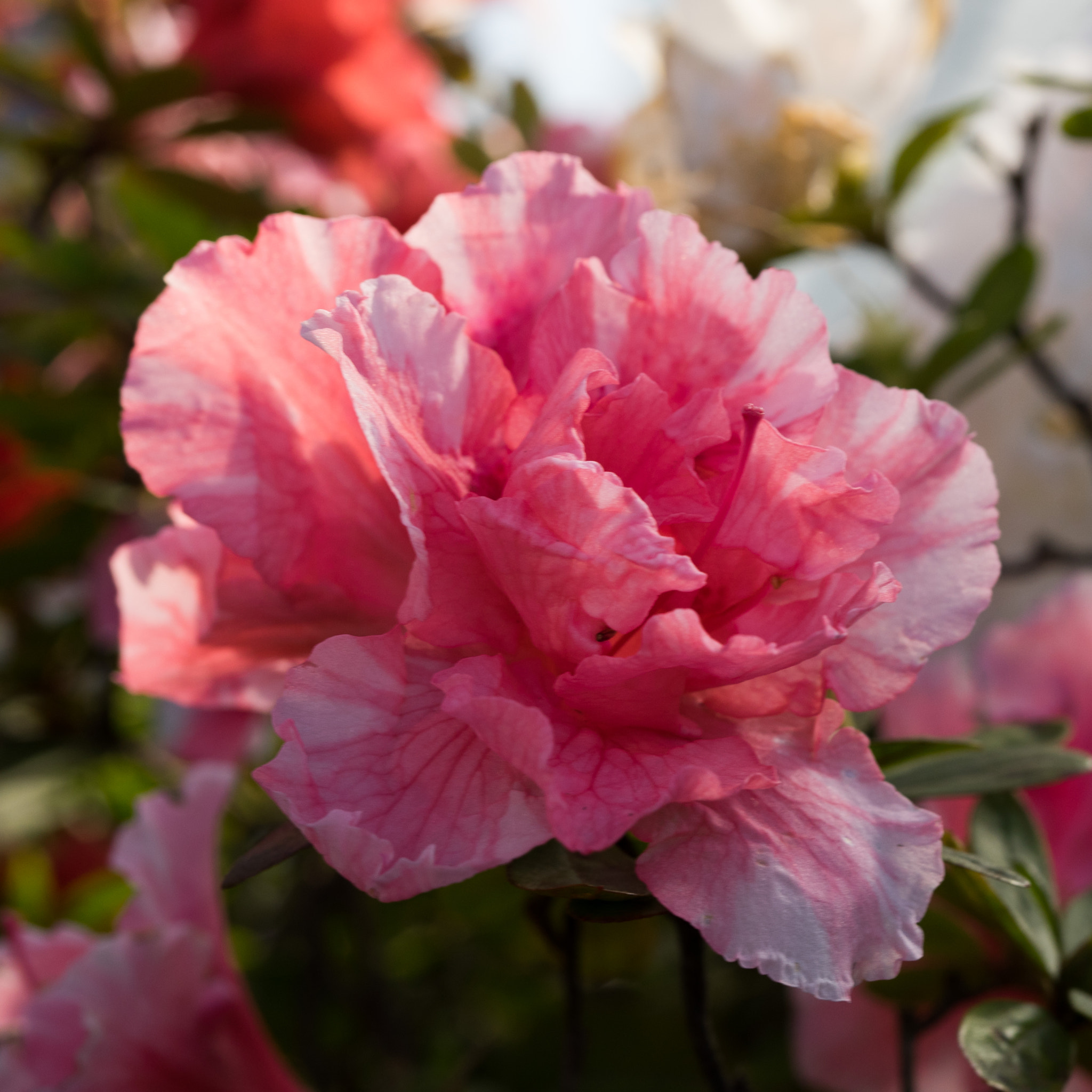 Sony a7 + Sony FE 50mm F2.8 Macro sample photo. Azalea #1 photography