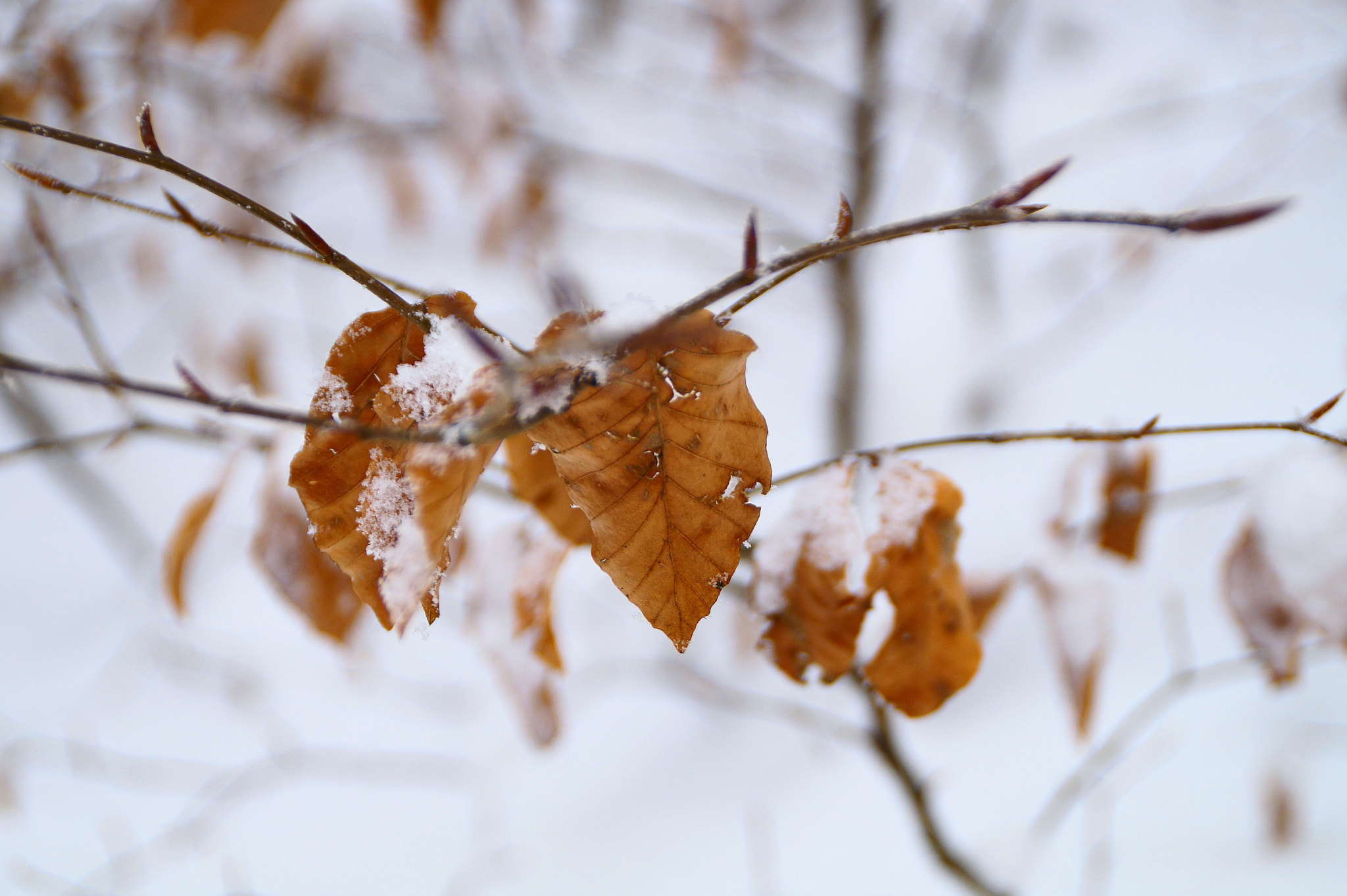 Sony DT 18-200mm F3.5-6.3 sample photo. Blätter photography