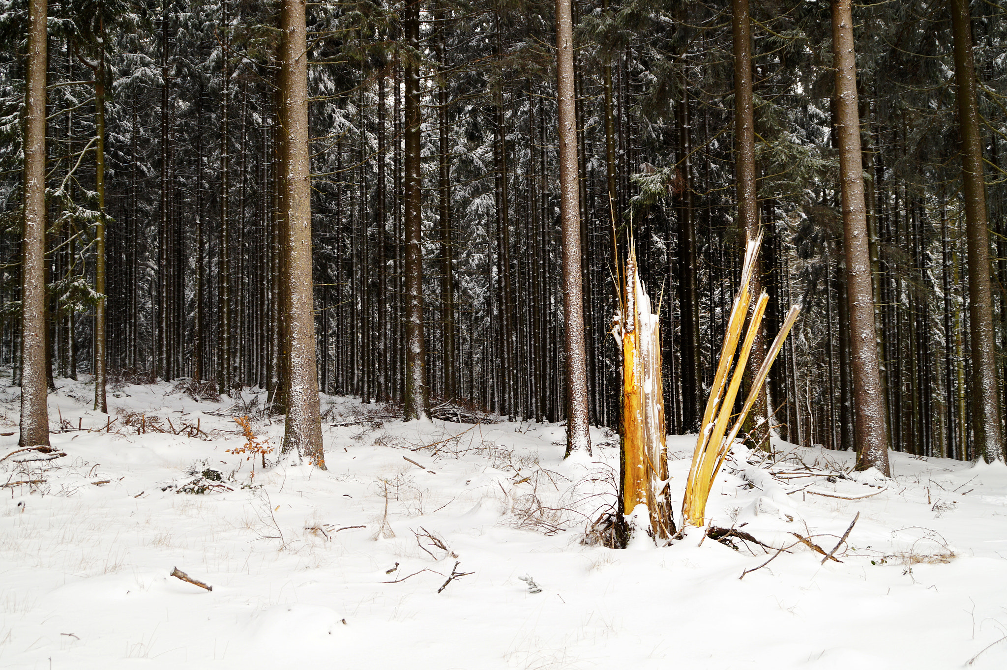 Sony DT 18-200mm F3.5-6.3 sample photo. Winter forest view photography