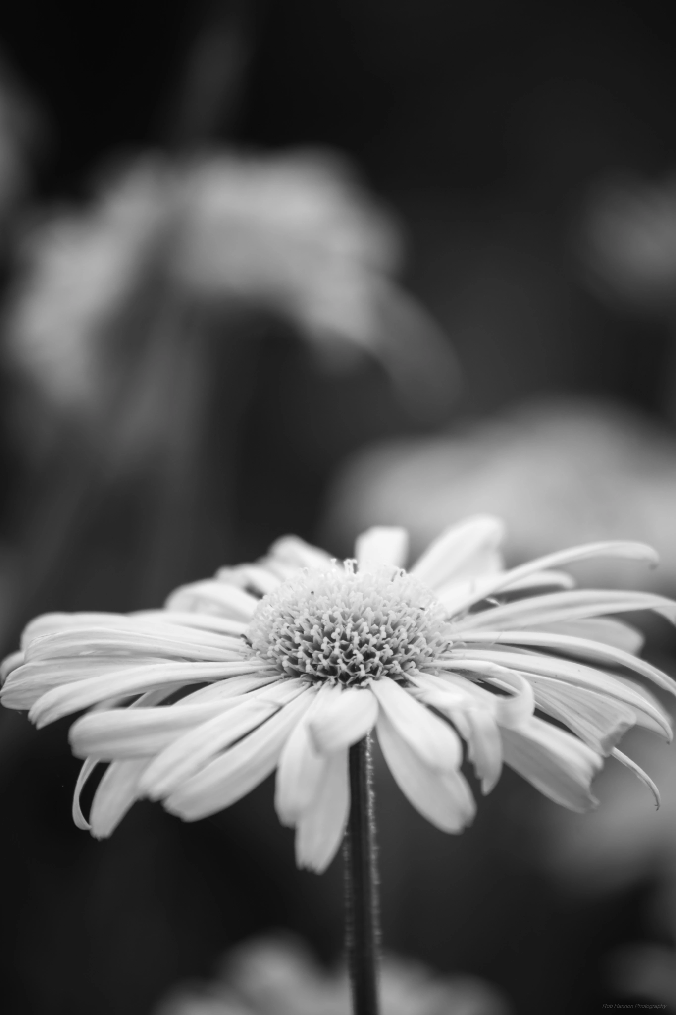 Sony SLT-A77 + Minolta AF 70-210mm F4 Macro sample photo. Summer daisies photography