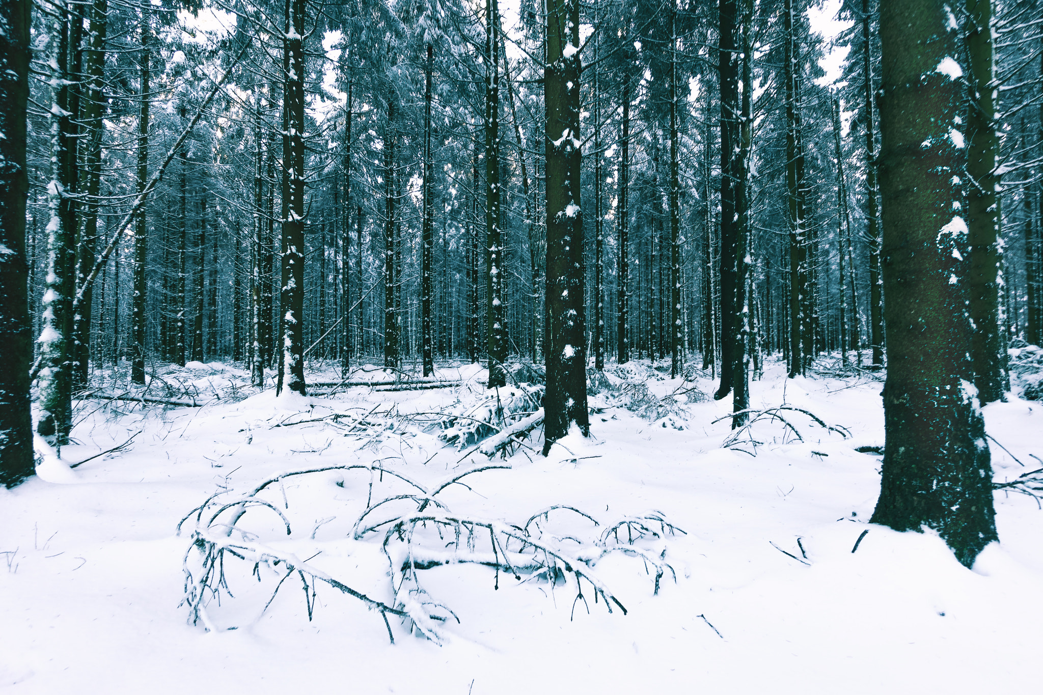 Sony a7 II + Sony E 10-18mm F4 OSS sample photo. Snowy forest photography