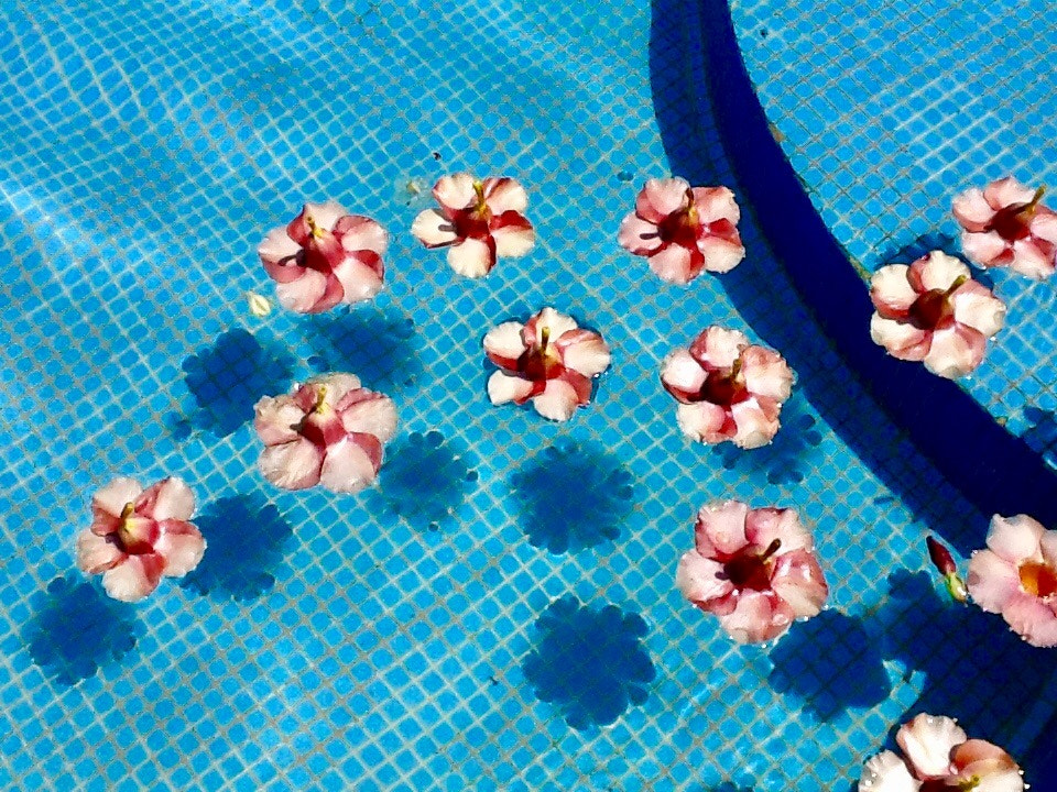 Apple iPad 2 sample photo. Flowers in the swimming pool photography