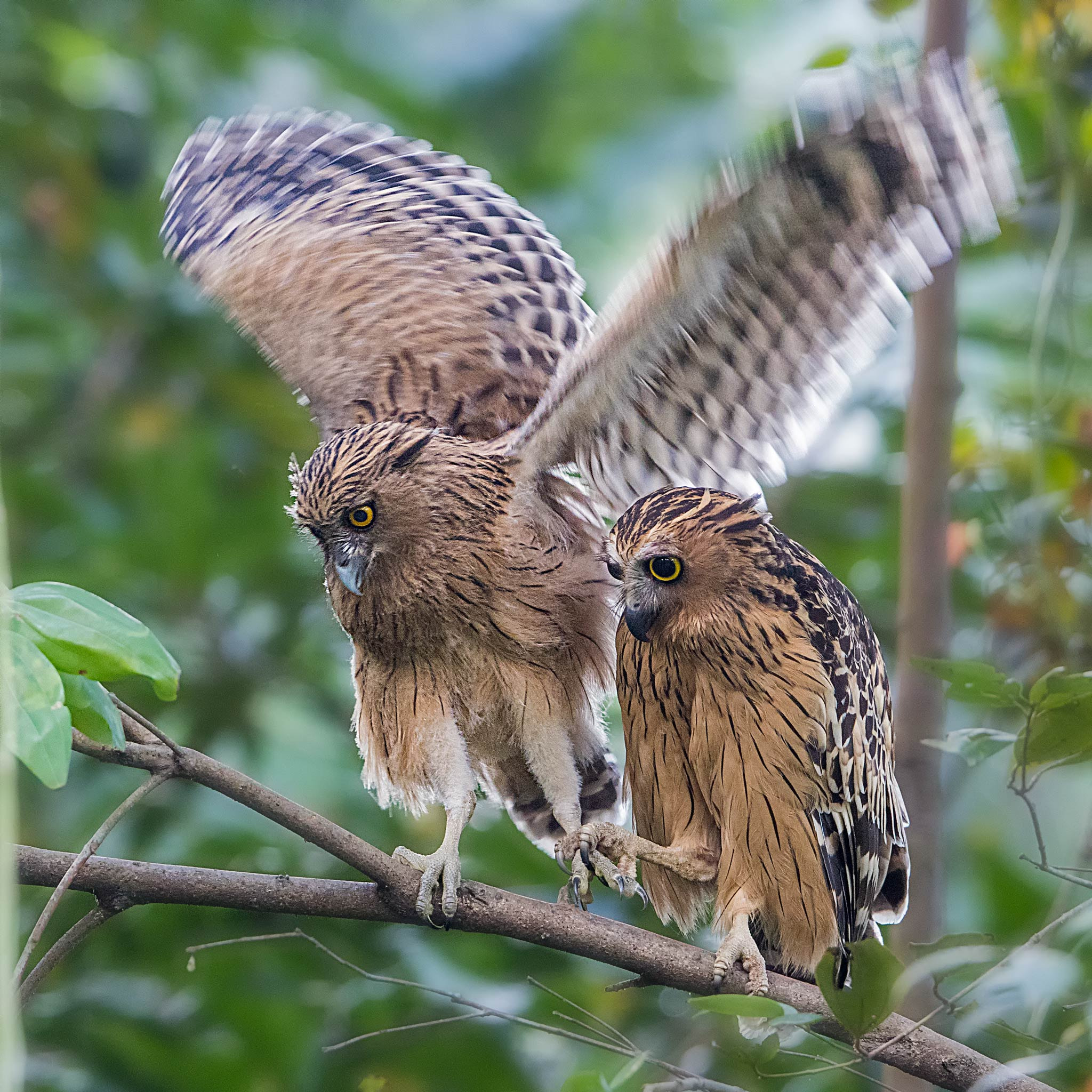 Canon EOS-1D X Mark II + Canon EF 400mm F2.8L IS II USM sample photo. Together! photography