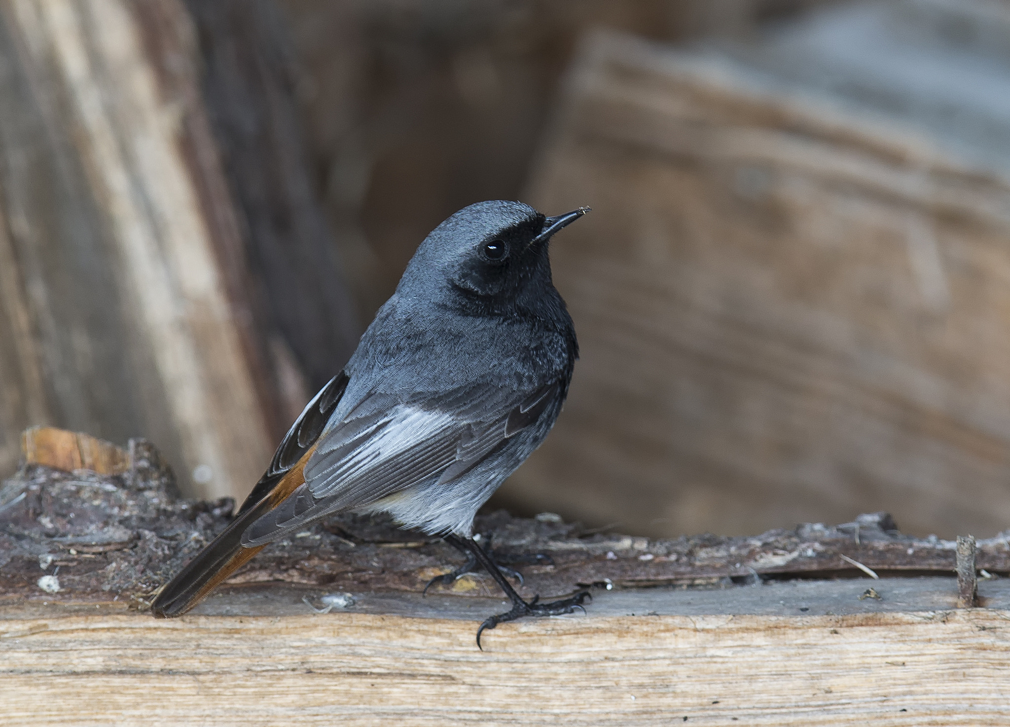 Canon EOS-1D X + Canon EF 400mm F2.8L IS II USM sample photo. Black redstart photography