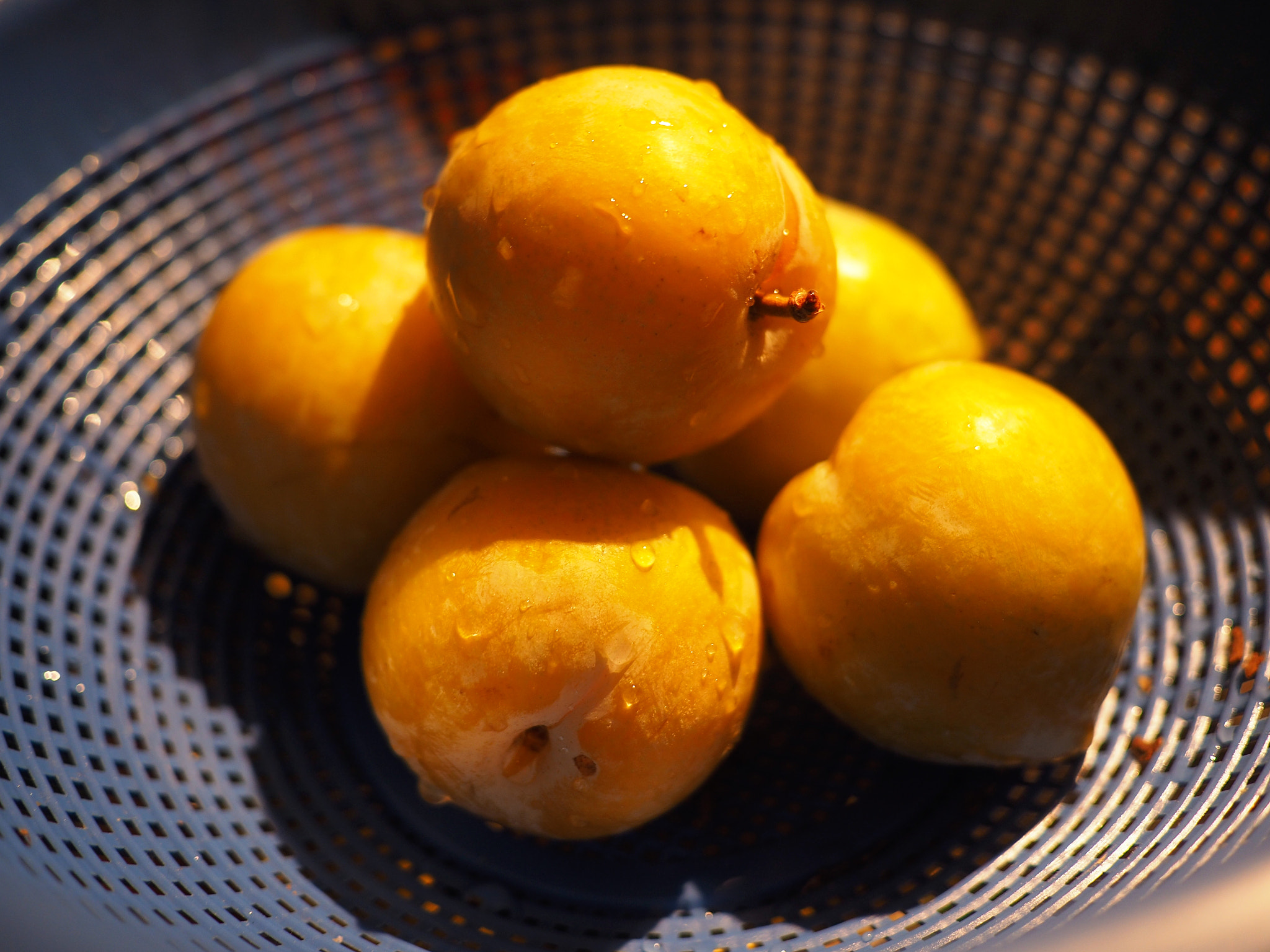 Olympus OM-D E-M5 II + Panasonic Lumix G 20mm F1.7 ASPH sample photo. The season's last yellow plums photography