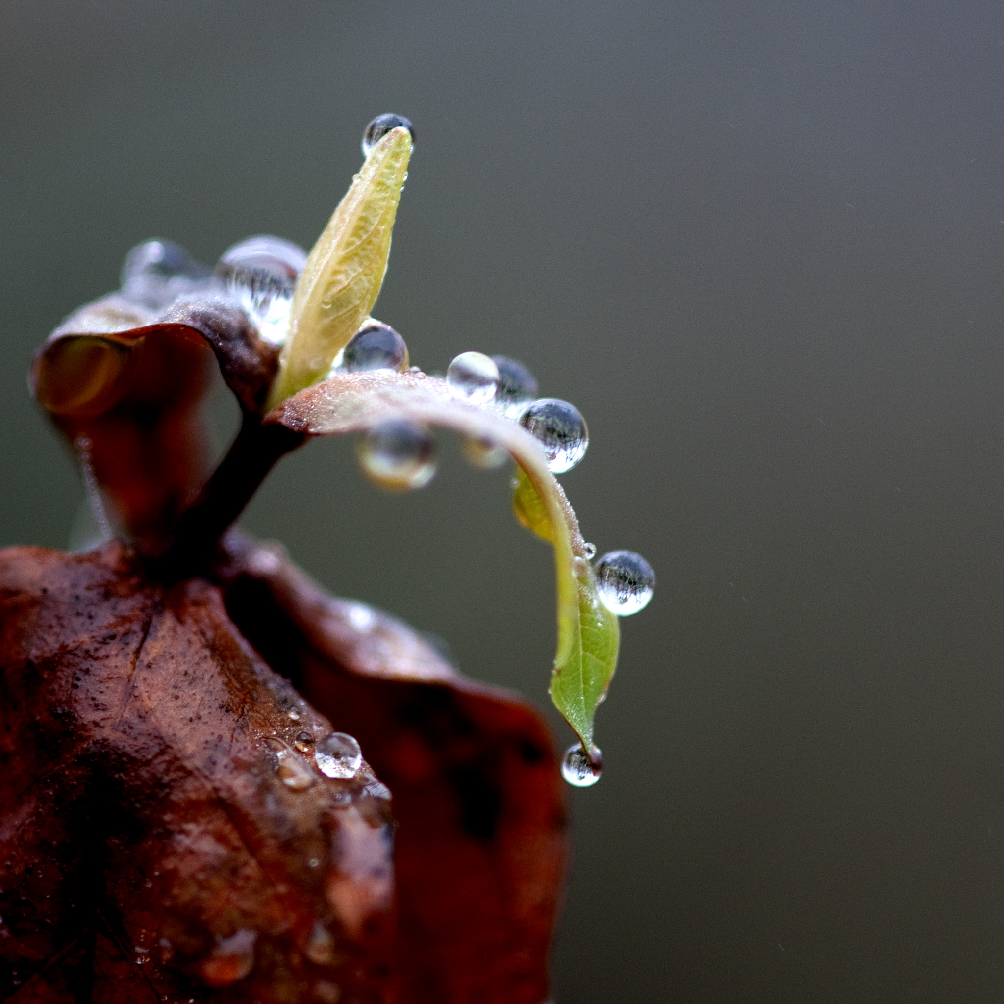 Nikon AF-S Micro-Nikkor 105mm F2.8G IF-ED VR sample photo. Drop photography