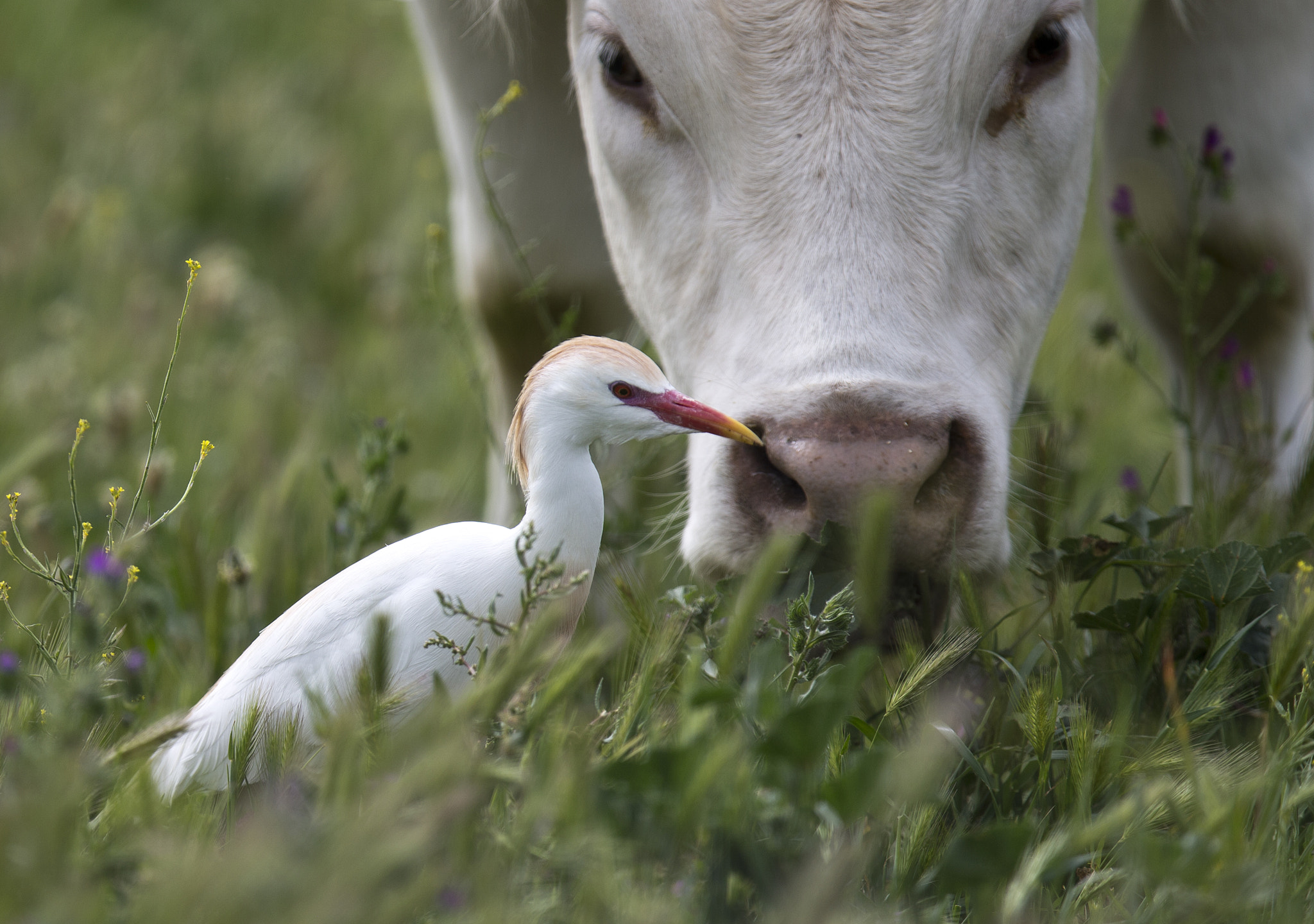 Canon EF 400mm F2.8L IS II USM sample photo. Cattle egret photography