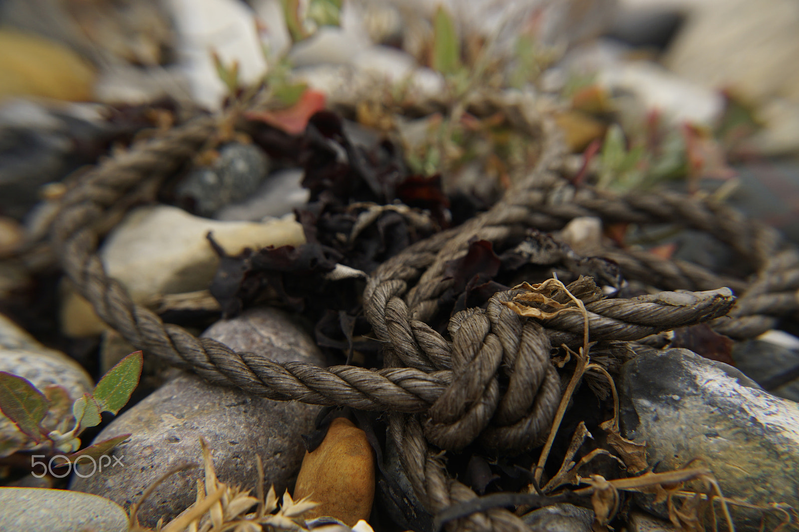 Sony DT 18-135mm F3.5-5.6 SAM sample photo. Flotsam photography