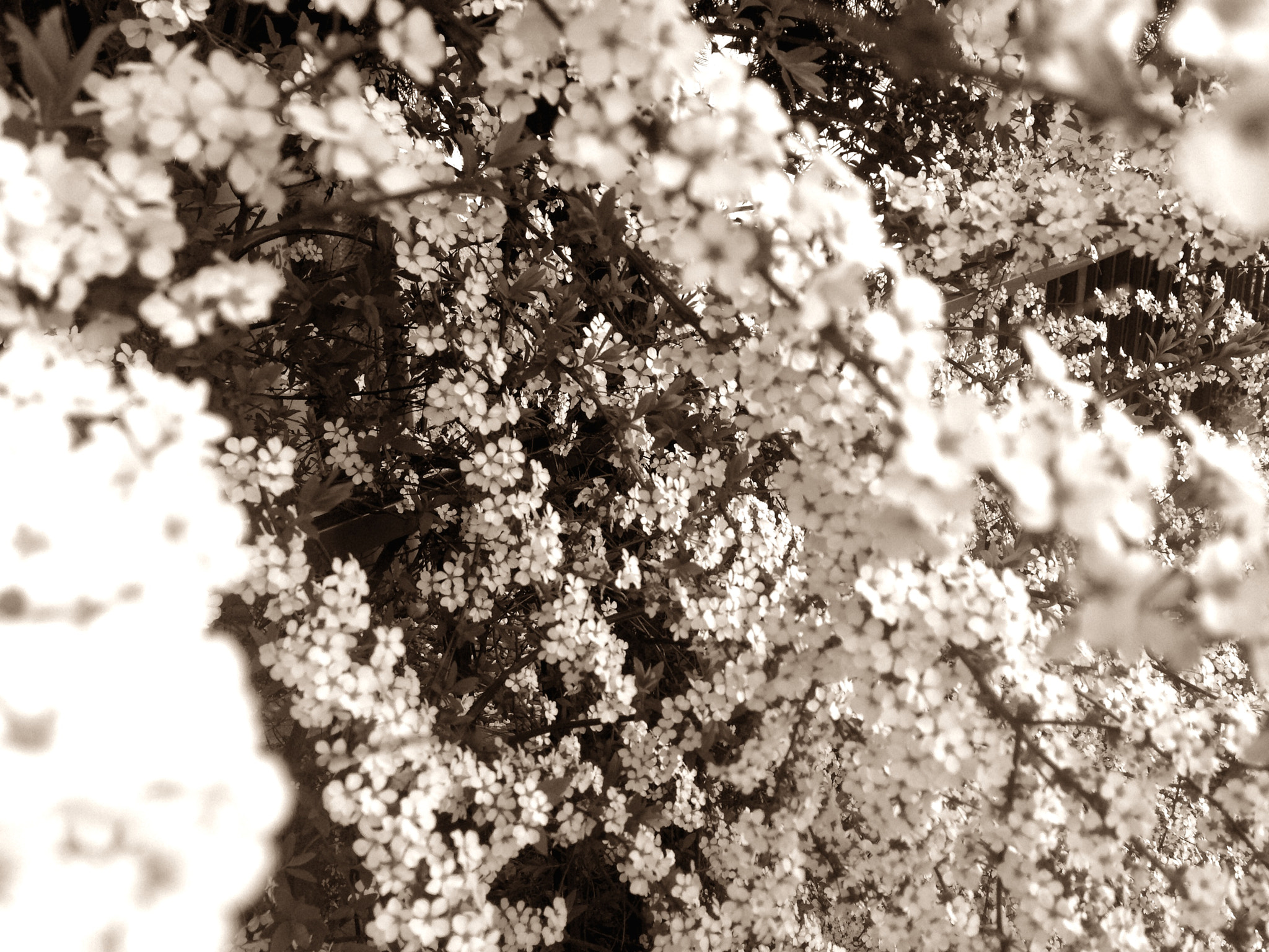 Blux Touch Blux Pro V1.1.1 sample photo. So beautiful memories photography