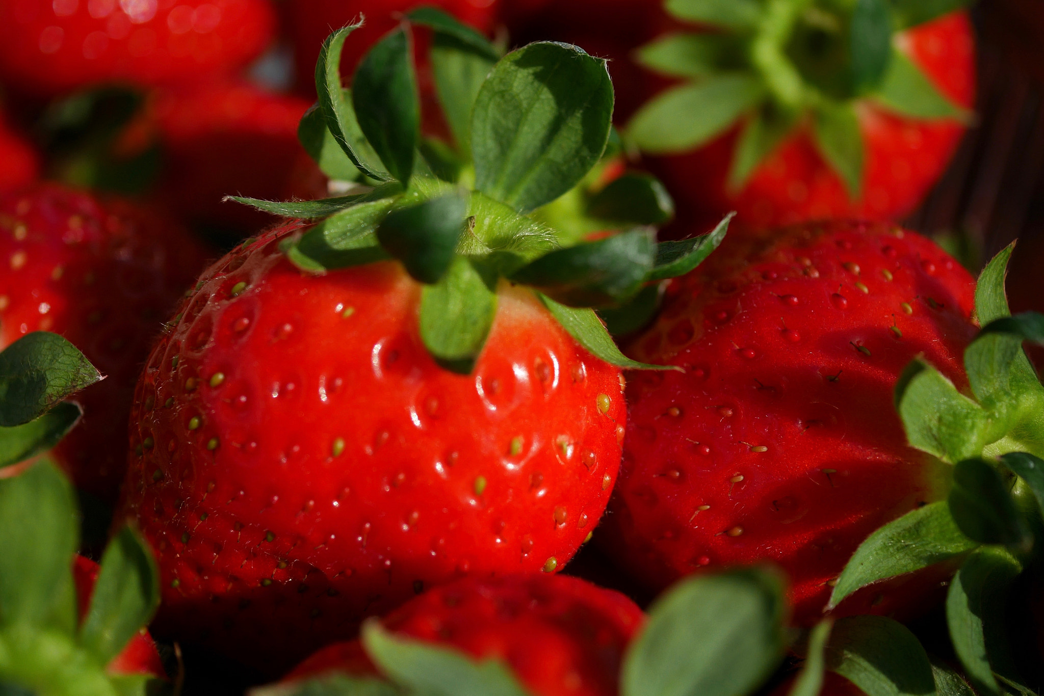 Panasonic Lumix G Macro 30mm F2.8 ASPH Mega OIS sample photo. Sweet strawberry photography