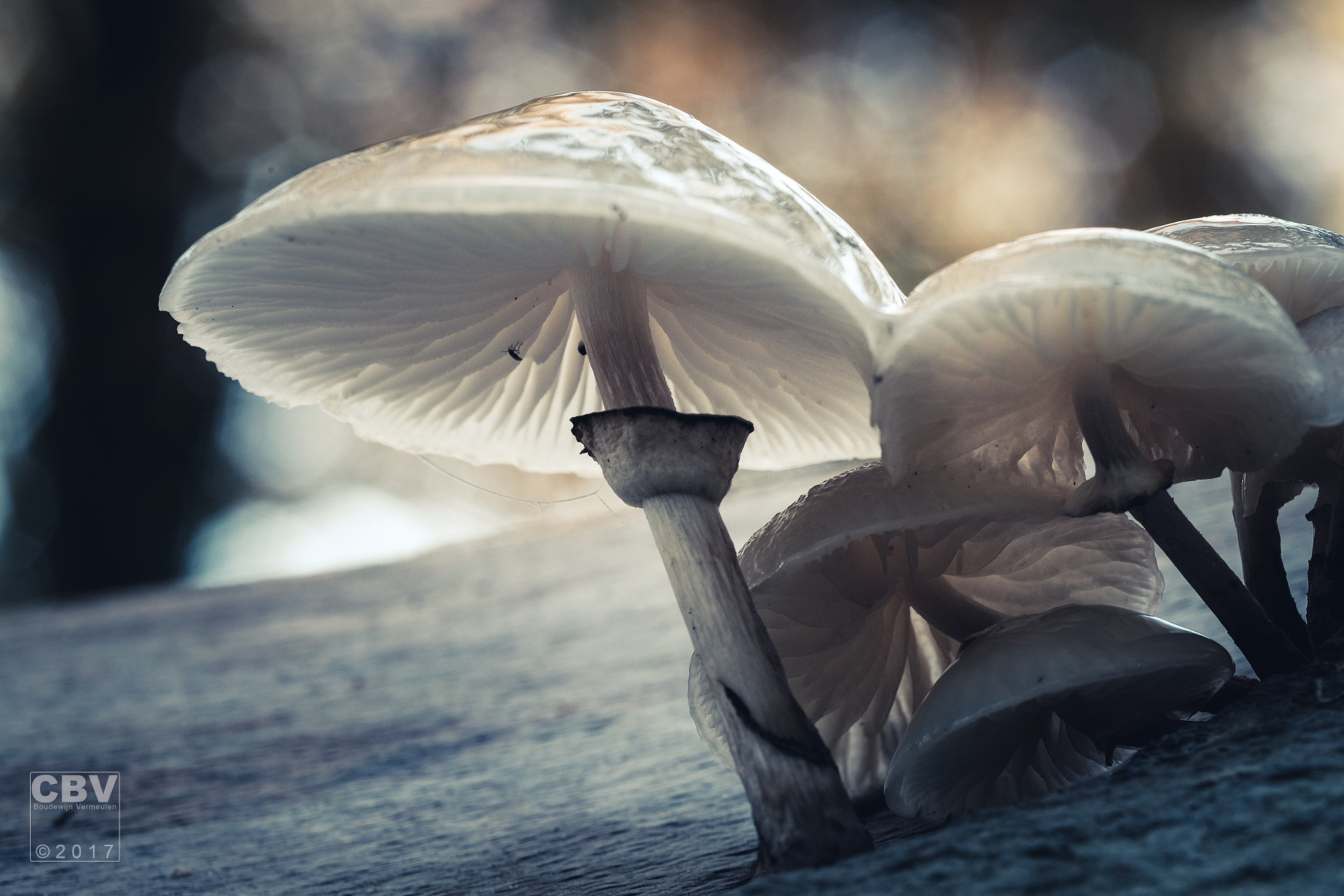 Fujifilm X-E2 sample photo. Mushrooms photography