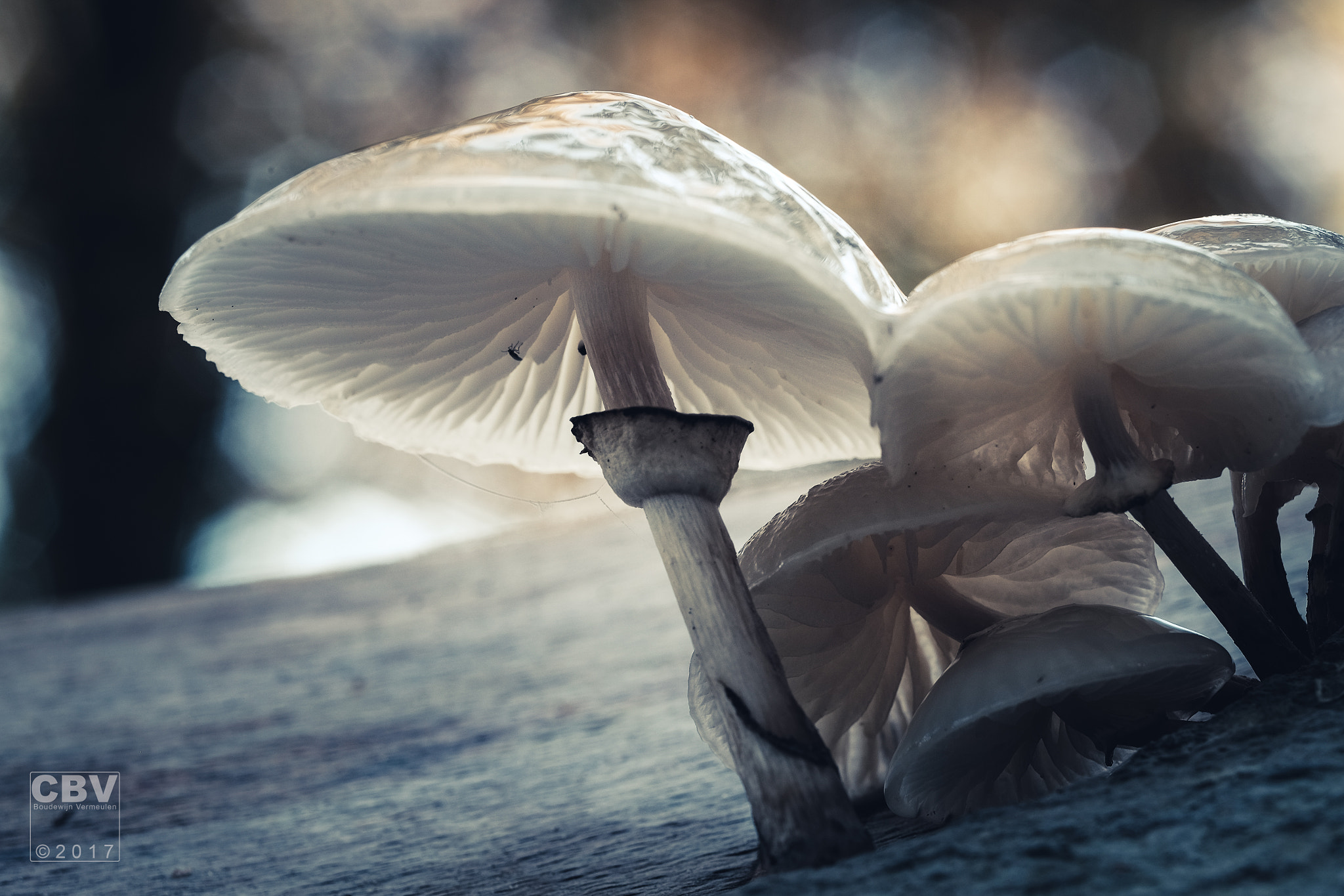 Fujifilm X-E2 + Fujifilm XF 90mm F2 R LM WR sample photo. Mushrooms photography