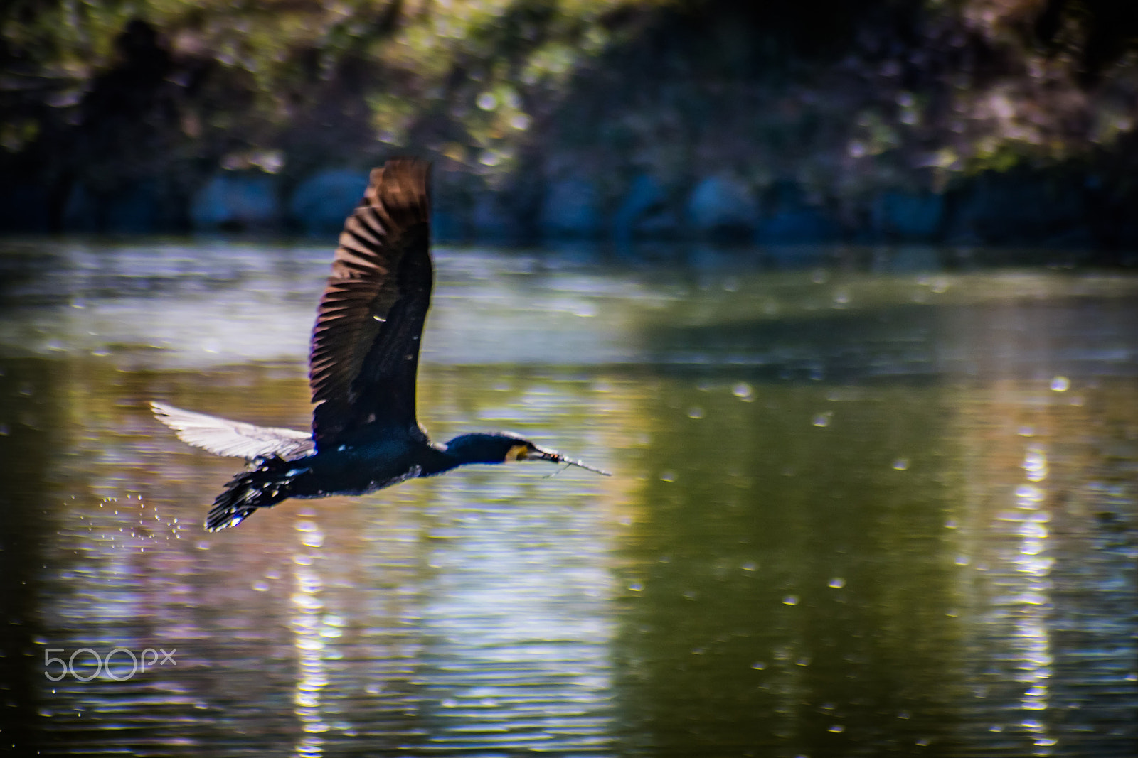 Pentax K-S2 + Cosina AF 100-300mm F5.6-6.7 sample photo