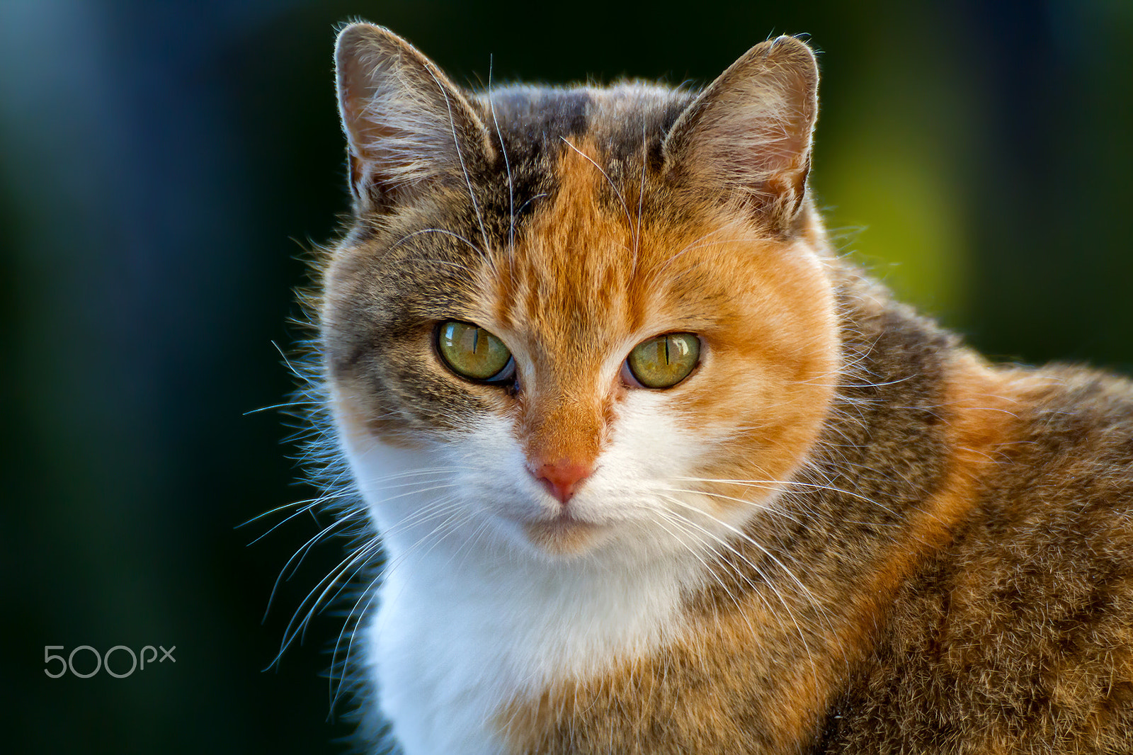 Tamron SP 35mm F1.8 Di VC USD sample photo. Maja portrait photography