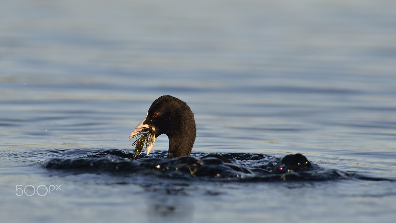 Nikon D7000 + Sigma 300mm F2.8 APO EX DG HSM sample photo. Periscope photography