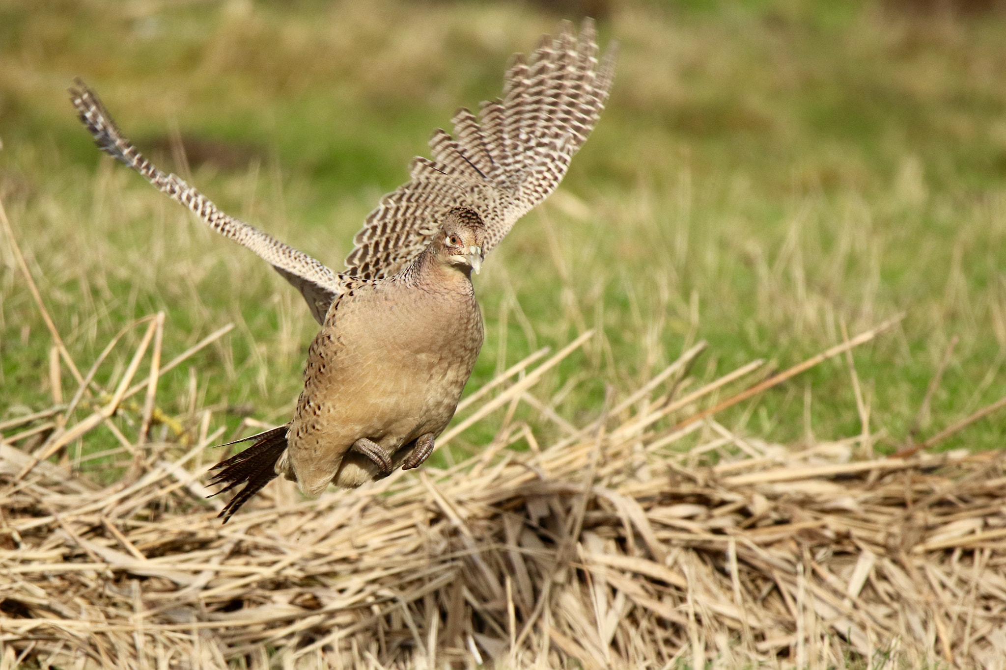 Sigma 150mm f/2.8 EX DG OS HSM APO Macro sample photo. Pheasant female picture was taken nearby beesd. photography