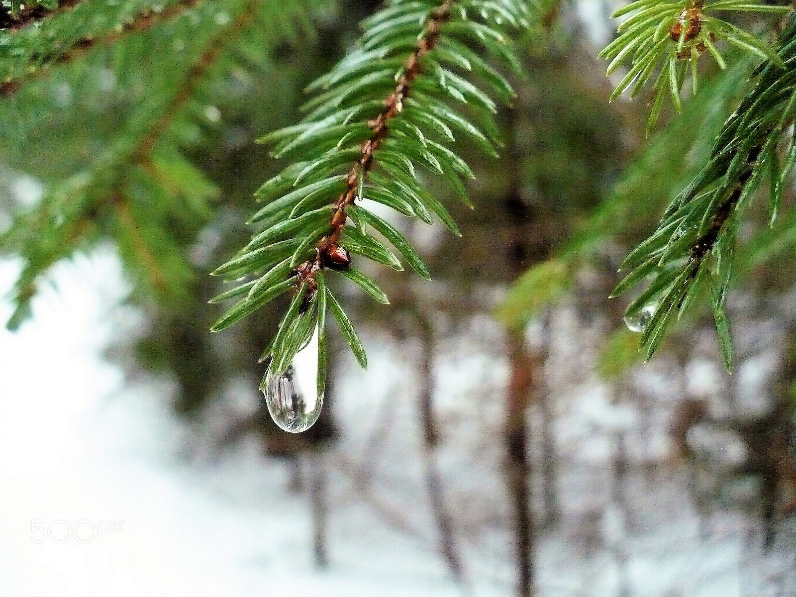 Panasonic DMC-LZ7 sample photo. Drop of water on a branch photography