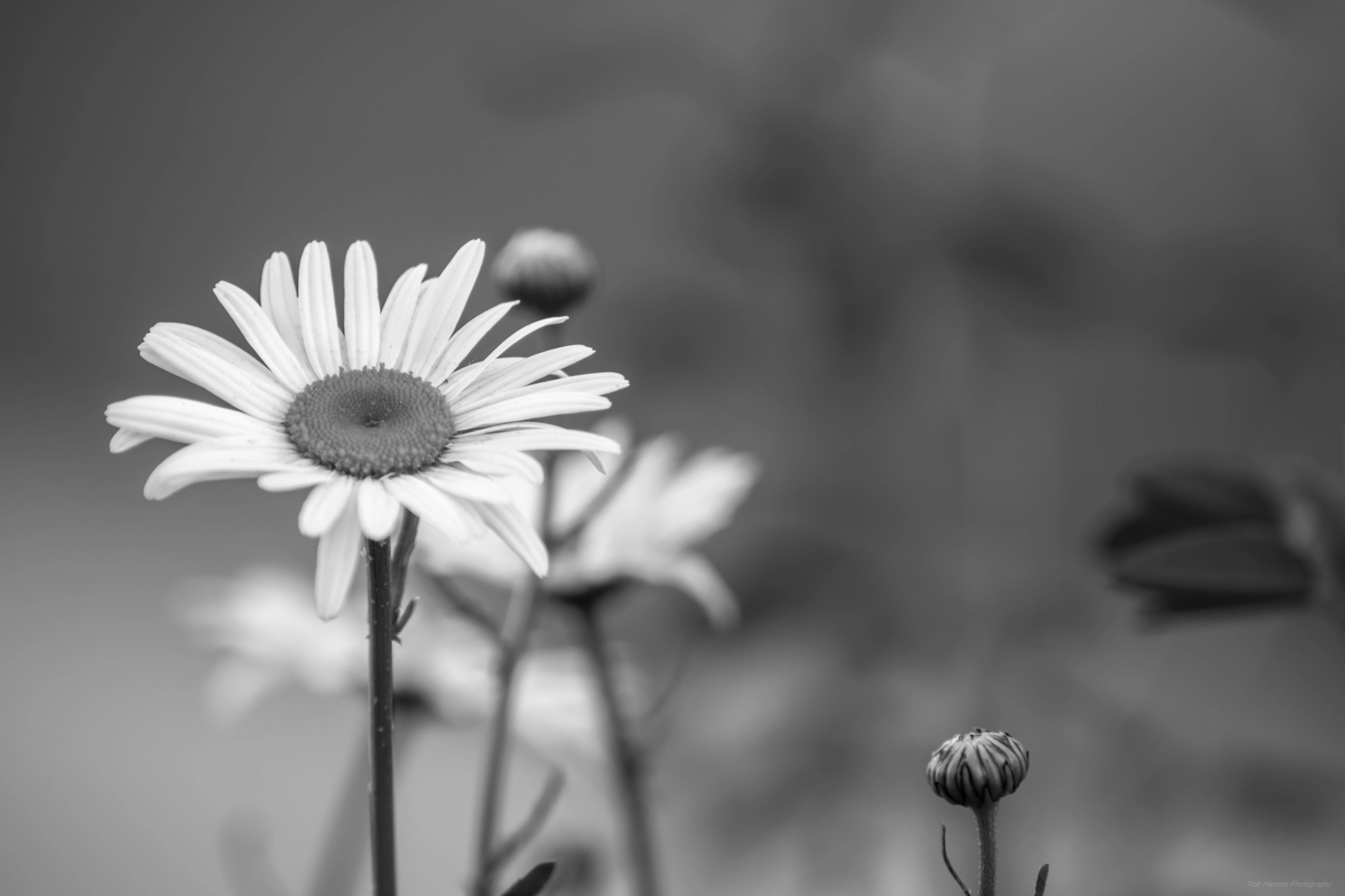 Sony SLT-A77 + Minolta AF 70-210mm F4 Macro sample photo. A daisy photography