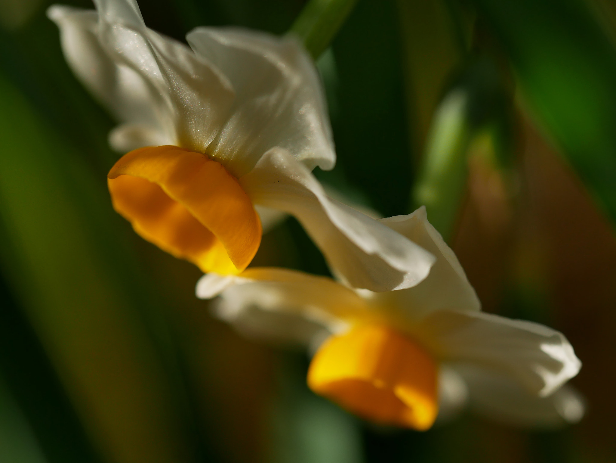 Panasonic Lumix DMC-GX85 (Lumix DMC-GX80 / Lumix DMC-GX7 Mark II) + Olympus M.Zuiko Digital ED 60mm F2.8 Macro sample photo. Narcissus white and yellow photography