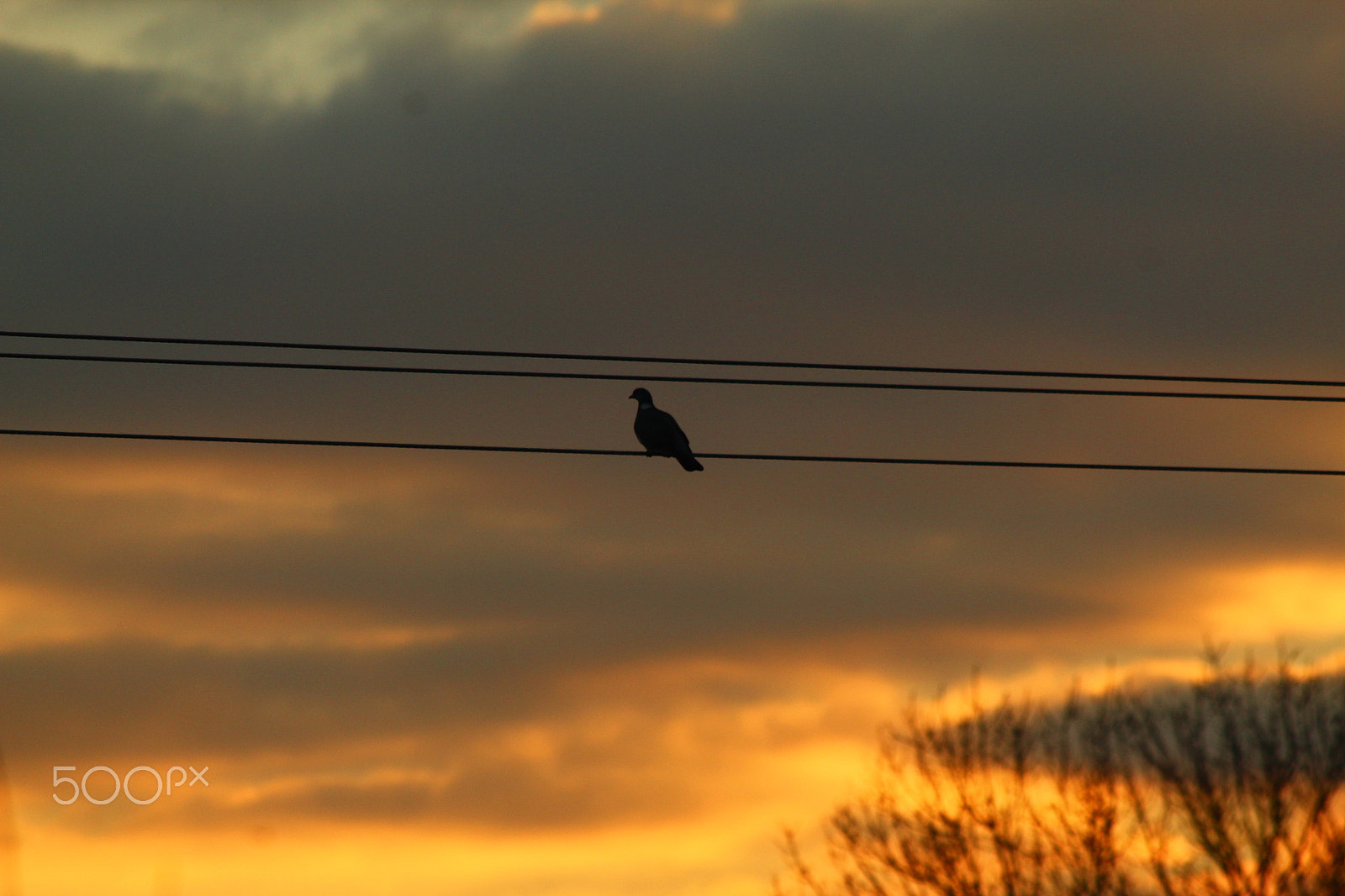 Canon EF 70-300mm F4-5.6 IS USM sample photo. Good morning mr bird photography