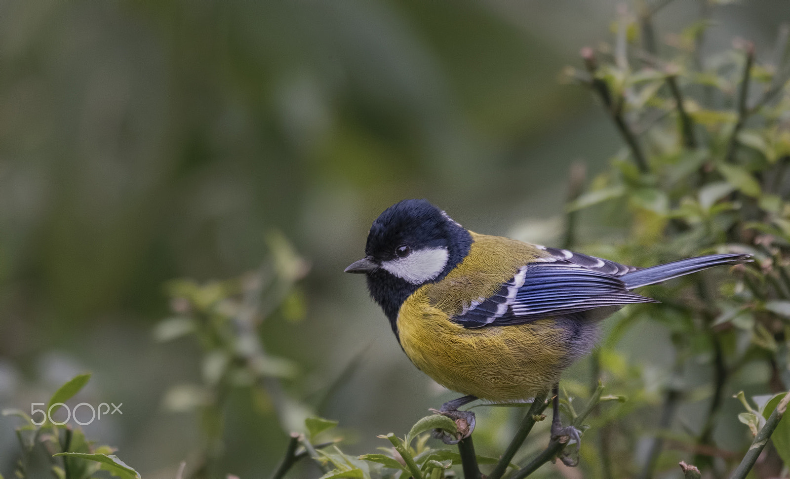 Nikon D750 sample photo. Green-backed tit photography