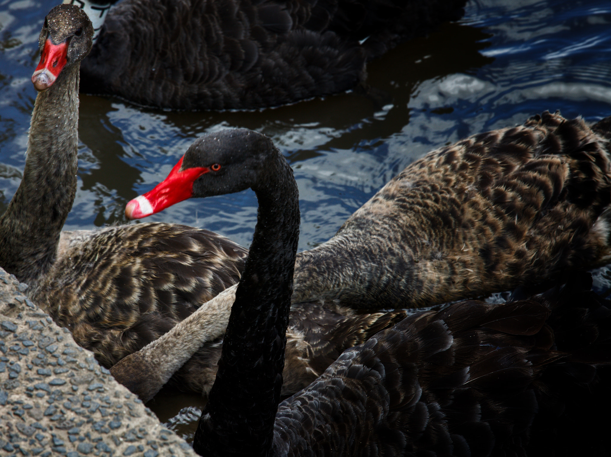 Canon EF 70-200mm F4L IS USM sample photo. Black swan lake photography