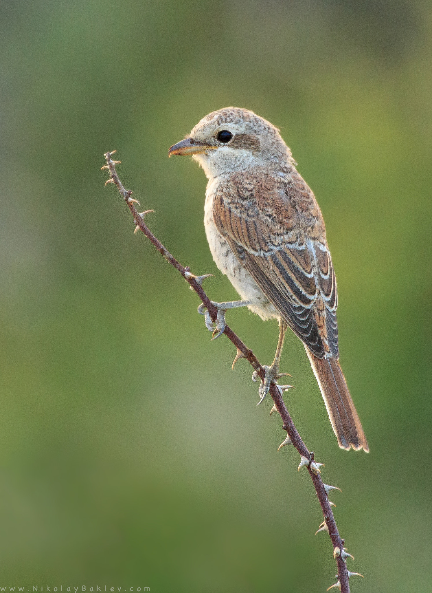 Canon EF 100-400mm F4.5-5.6L IS USM sample photo. Red backed shrike /young/ photography