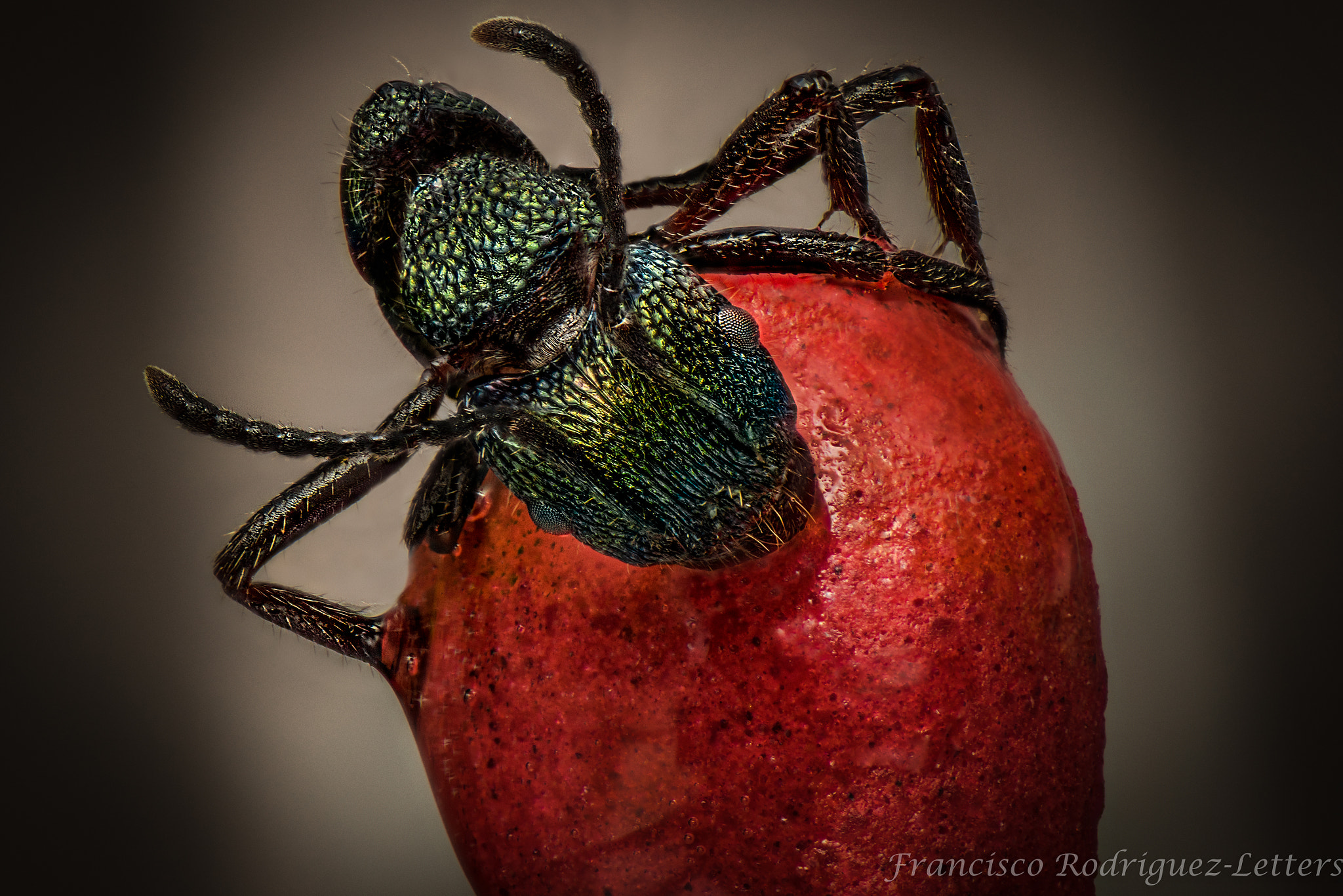 Nikon AF-S Micro-Nikkor 105mm F2.8G IF-ED VR sample photo. Ant on a match photography