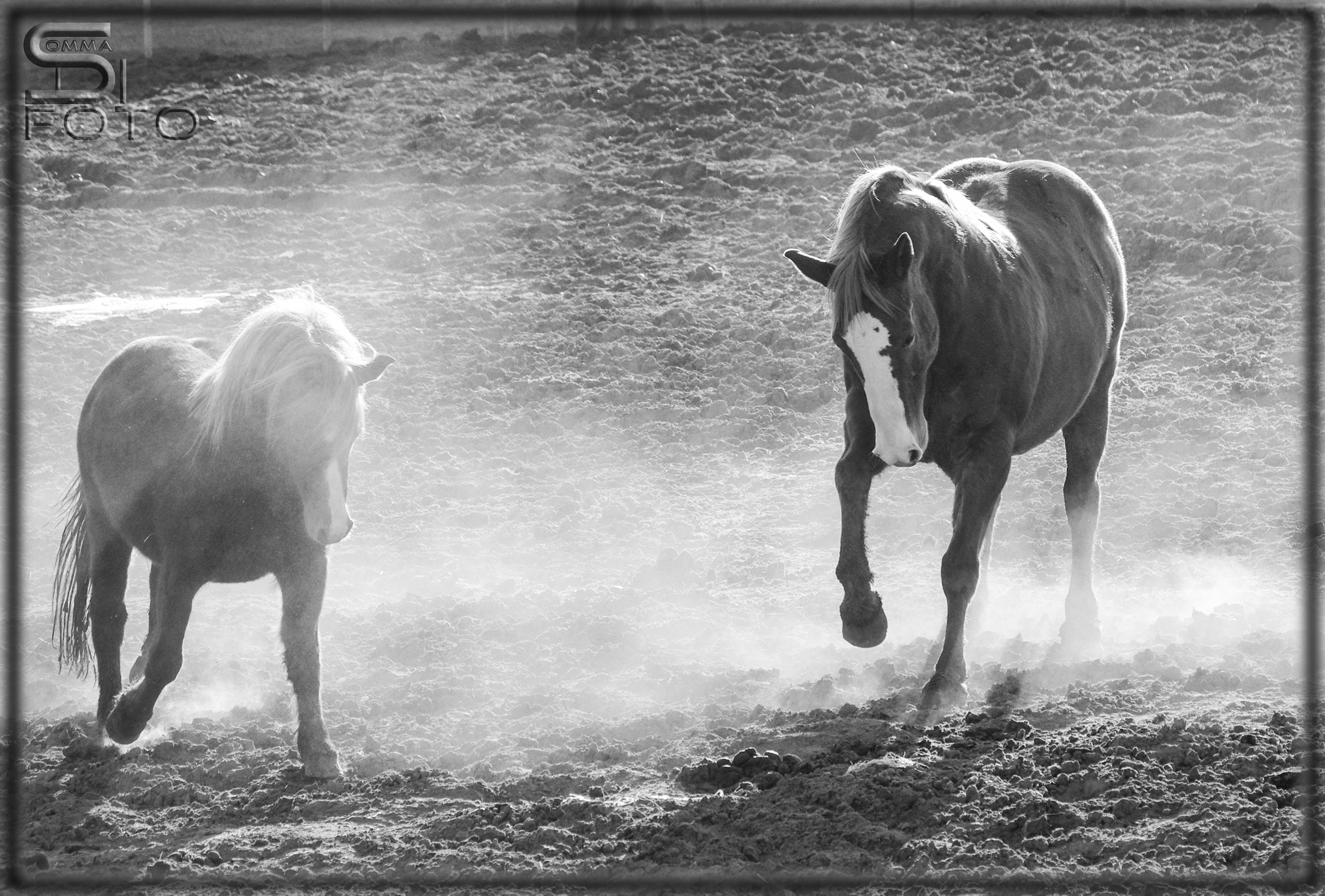 Pentax smc DA 50-200mm F4-5.6 ED WR sample photo. Cavalli 1 photography