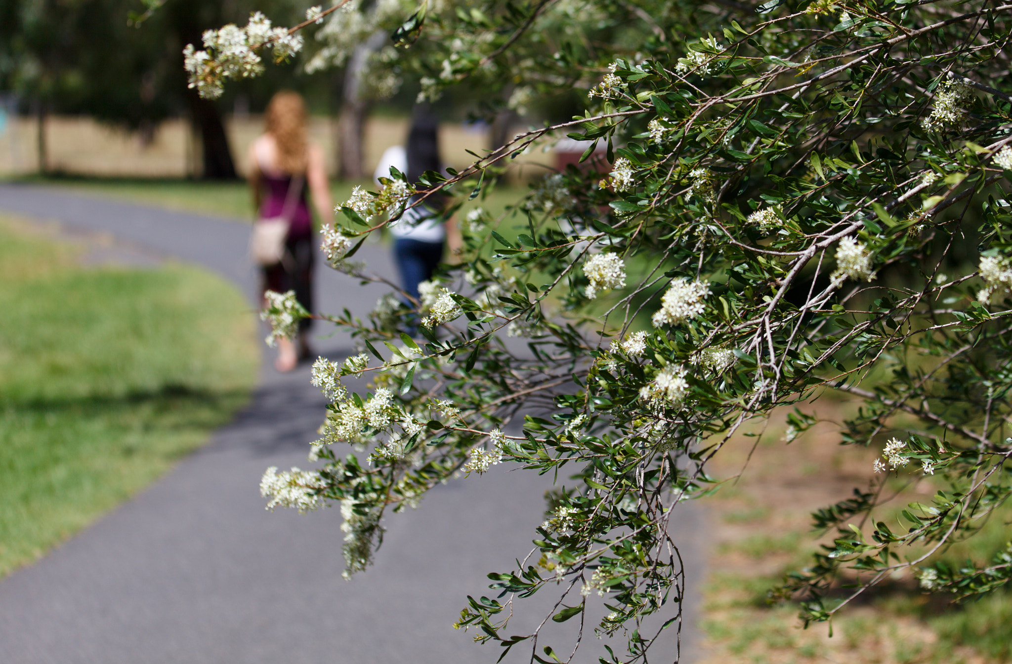 Canon EOS 5D Mark II sample photo. Abbotsford vic photography