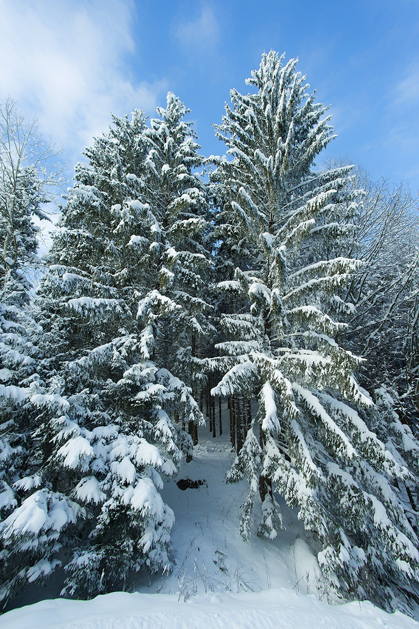 Sony Alpha DSLR-A850 sample photo. Winter tree 1 photography