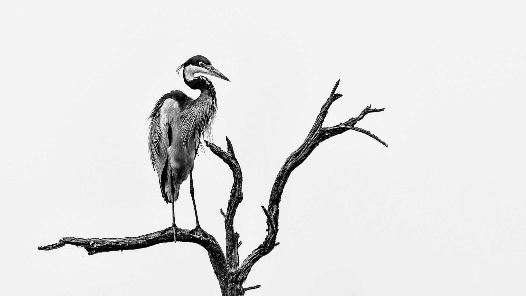 Nikon D610 sample photo. Heron in a tree photography