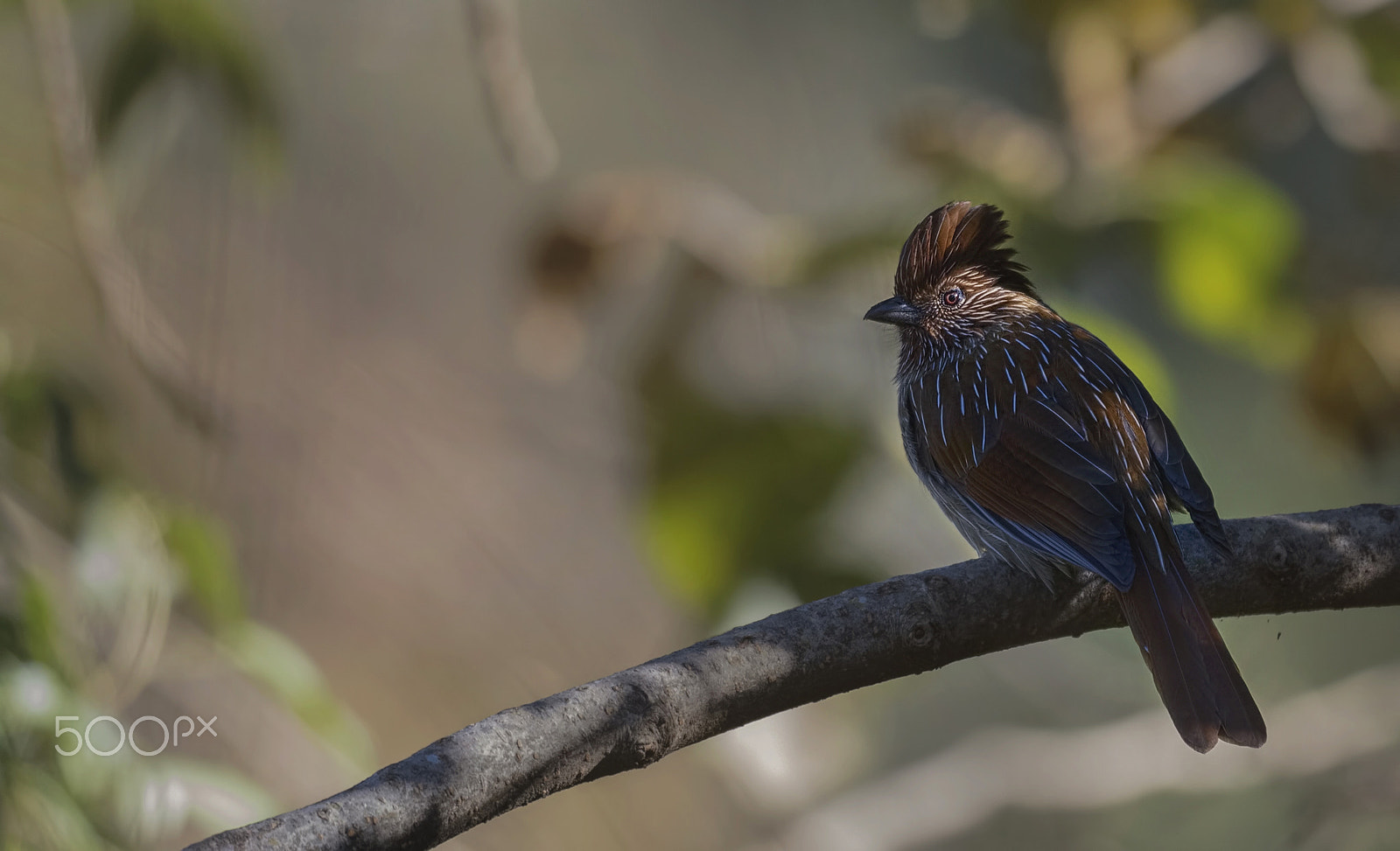 Nikon D750 + Nikon AF-S Nikkor 500mm F4G ED VR sample photo. Striated laughingthrush photography