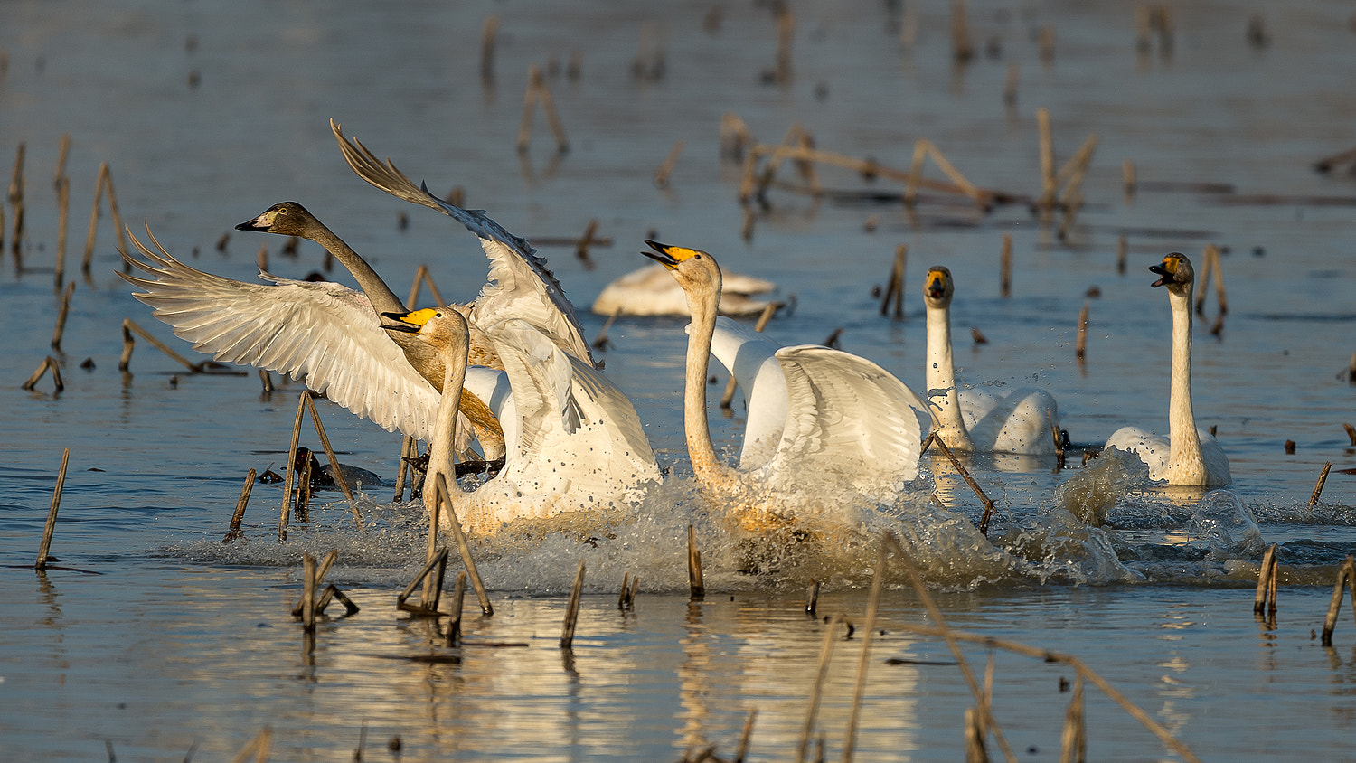 Nikon AF-S Nikkor 600mm F4E FL ED VR sample photo. Let's sing photography