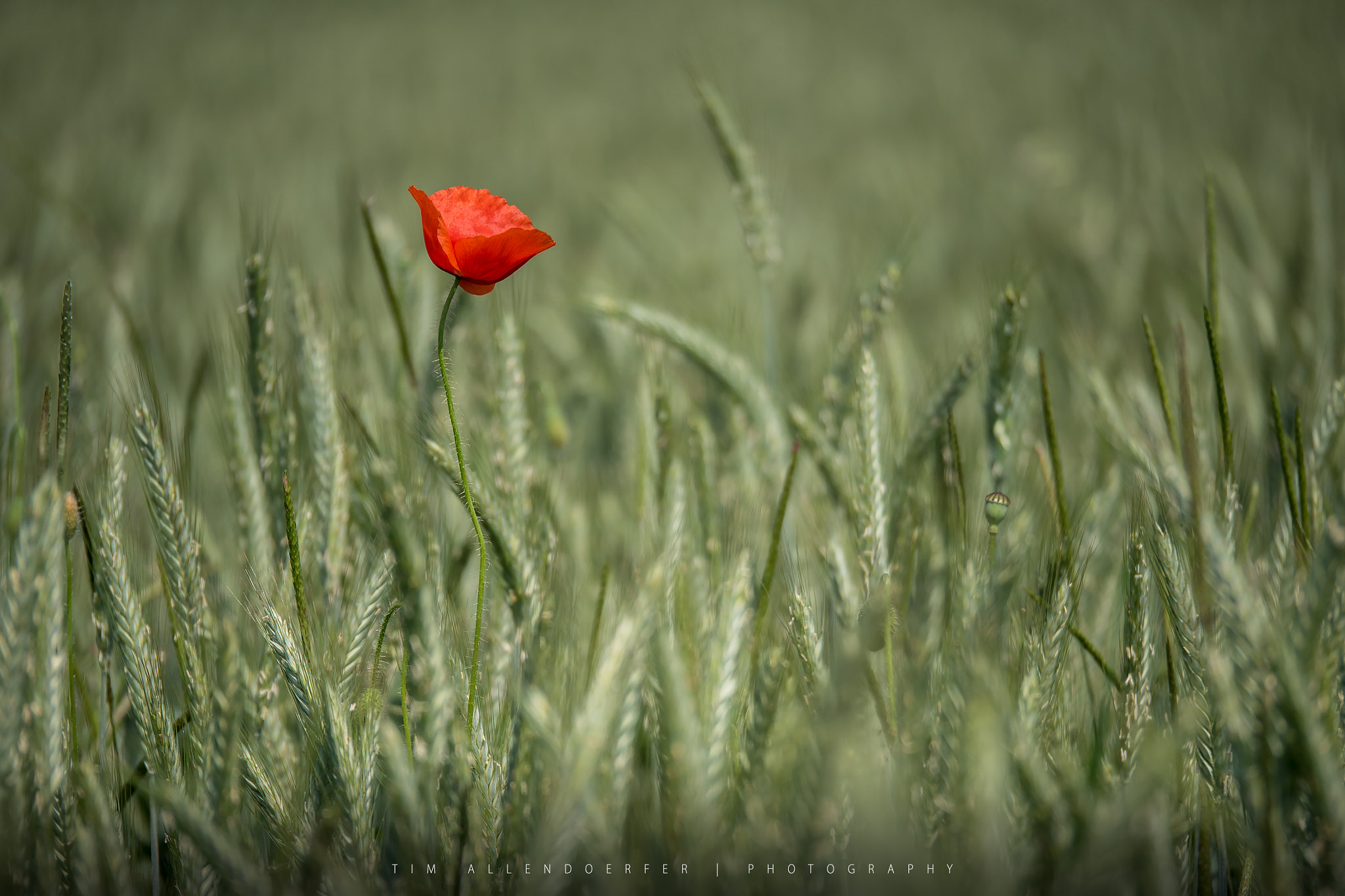 Panasonic Lumix G X Vario 35-100mm F2.8 OIS sample photo. Above photography