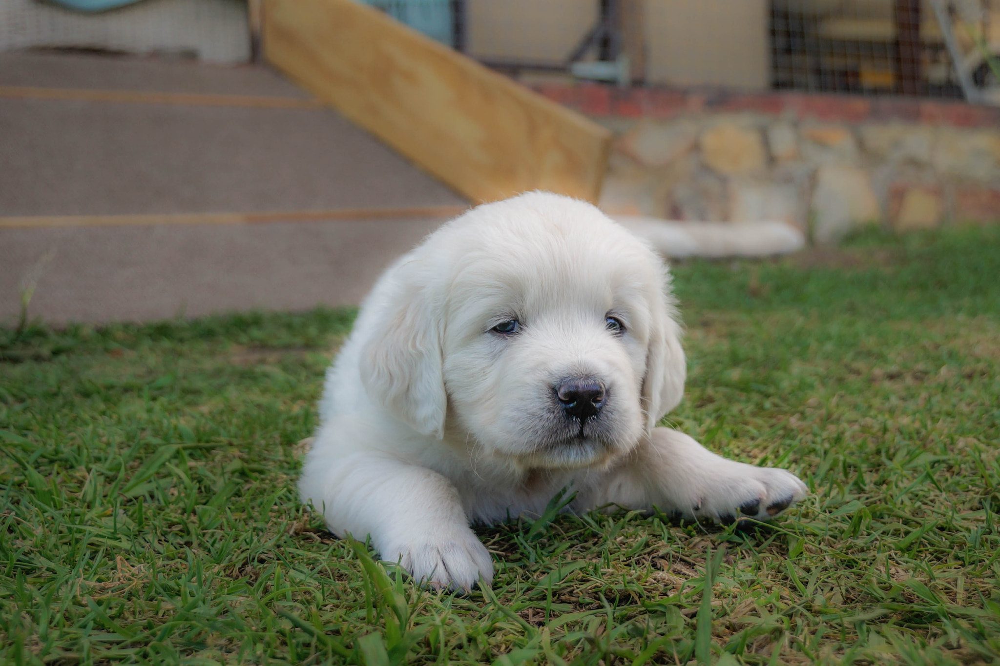 Sony SLT-A99V sample photo. Stu and heather's puppy photography