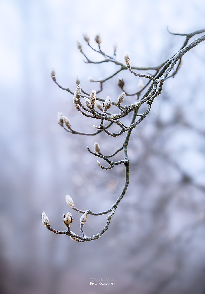 Pentax K-1 sample photo. A dreaming tree in the winter morning-3 photography