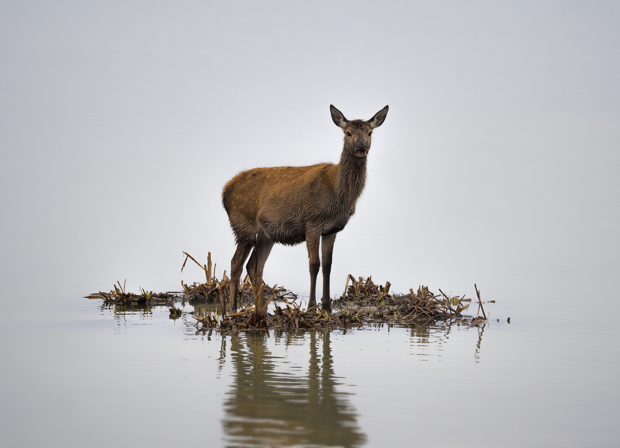 Nikon D5500 + Sigma 150-600mm F5-6.3 DG OS HSM | C sample photo. Wet and muddy photography