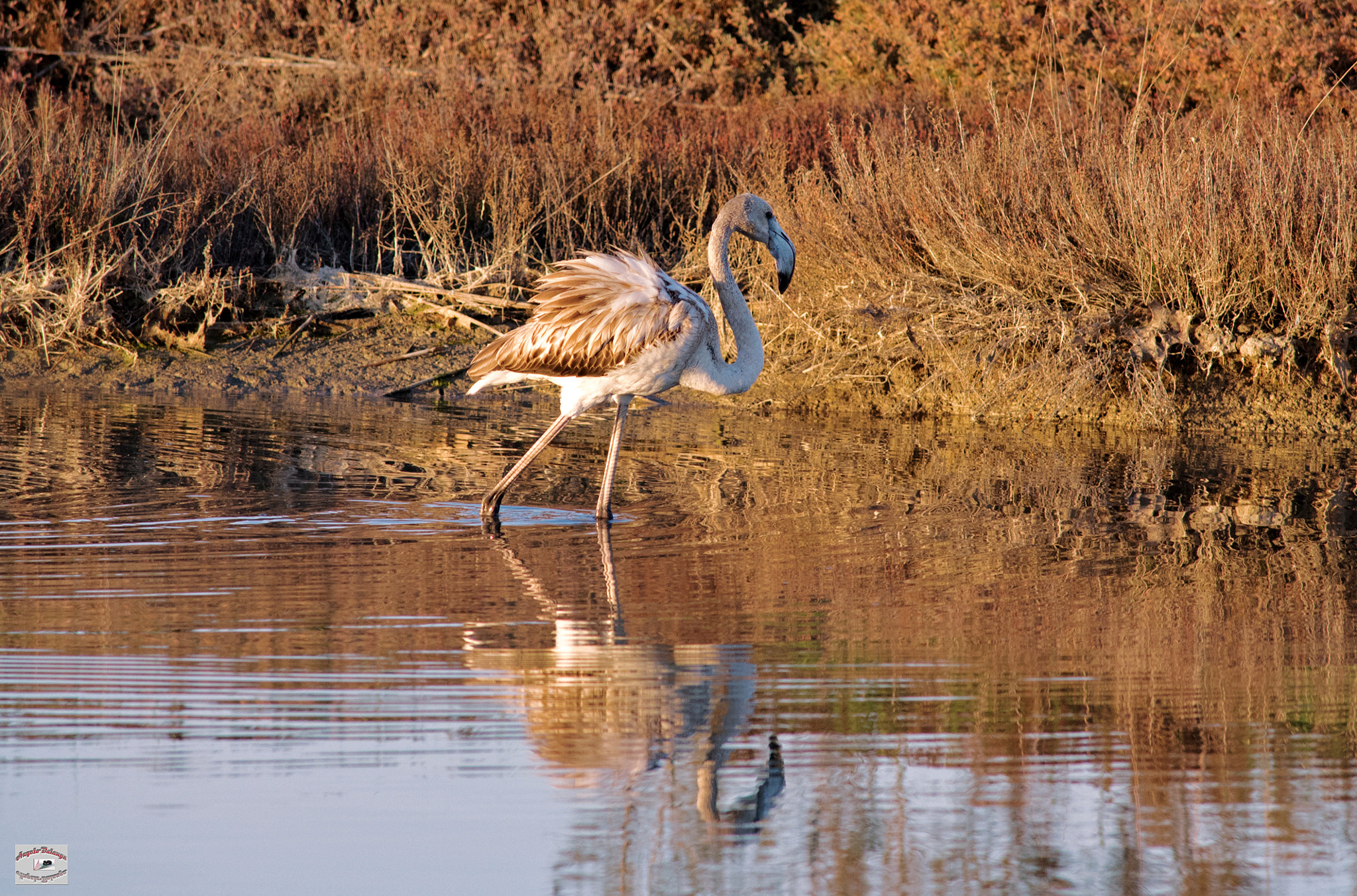 Nikon D750 + AF Nikkor 300mm f/4 IF-ED sample photo. Fenicottero rosa  (giovane) photography