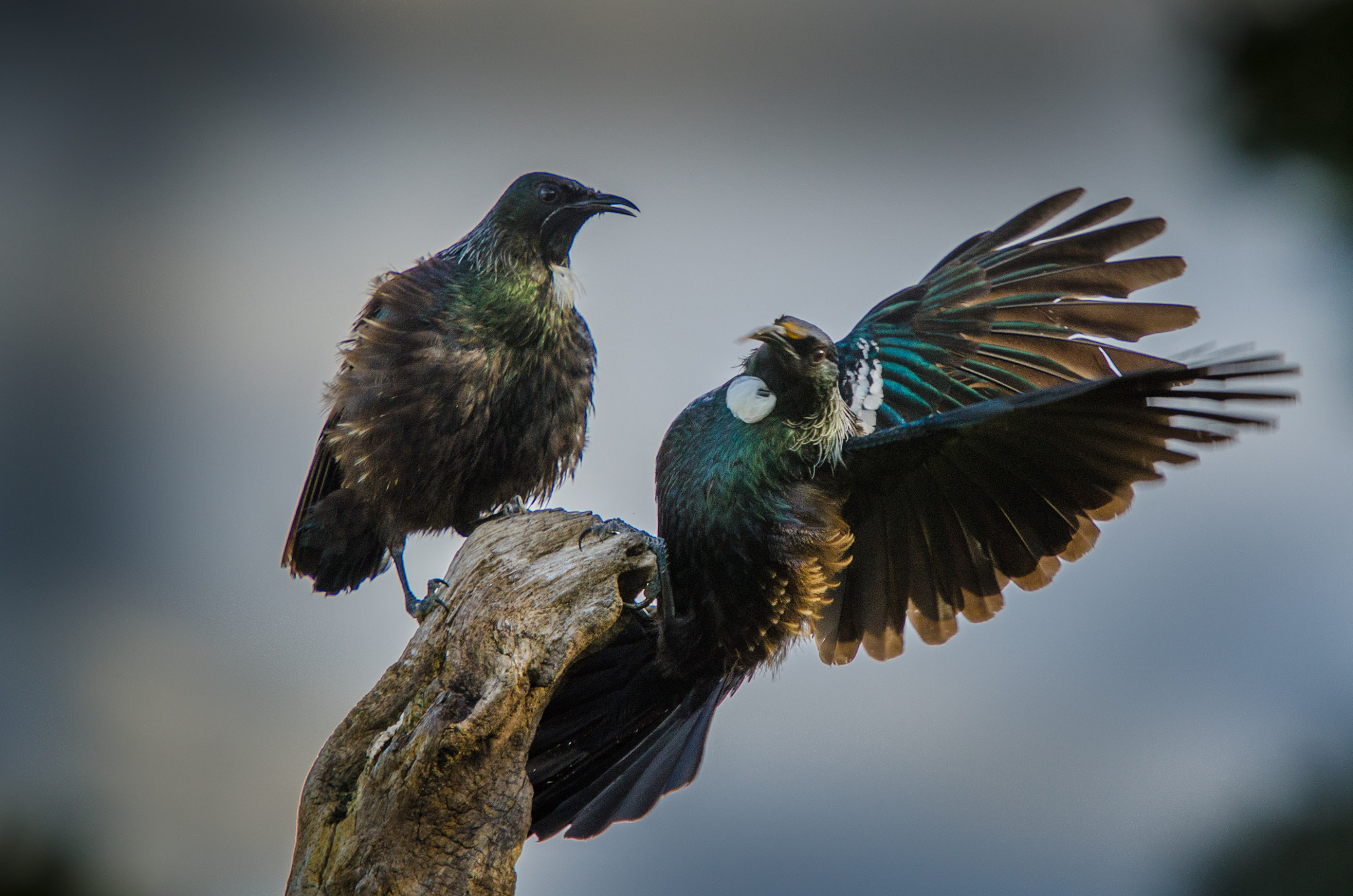 Nikon AF-S Nikkor 70-200mm F2.8G ED VR II sample photo. Tui photography