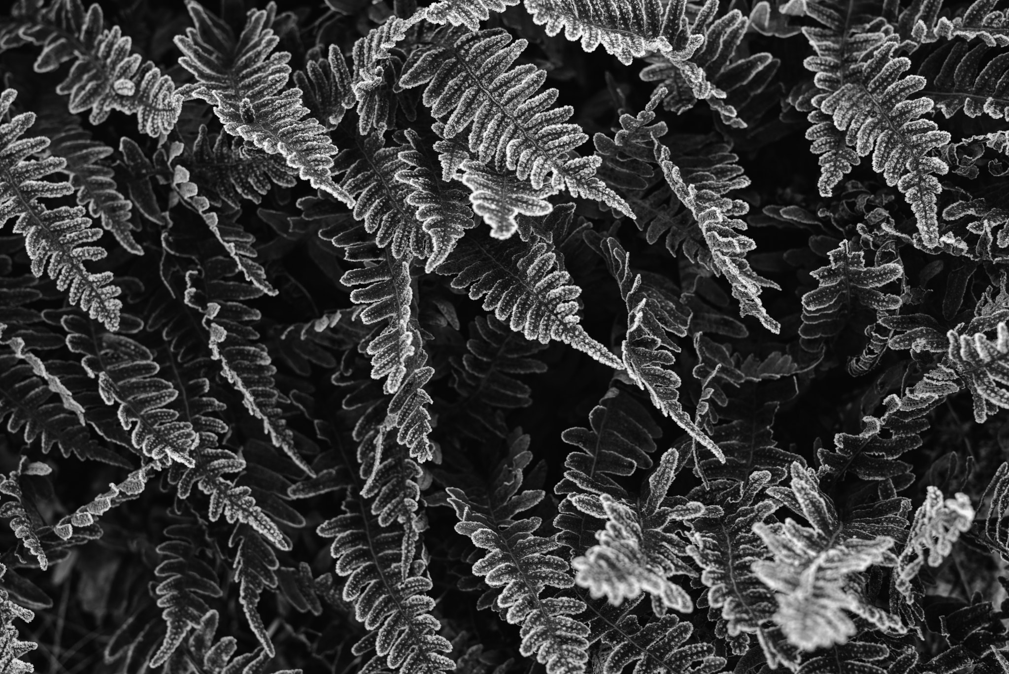 Leica APO-Summicron-M 50mm F2 ASPH sample photo. Frozen photography