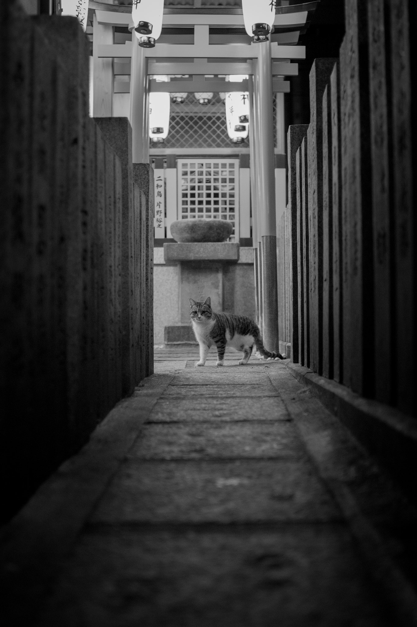 Sigma 30mm F1.4 EX DC HSM sample photo. Cat photography