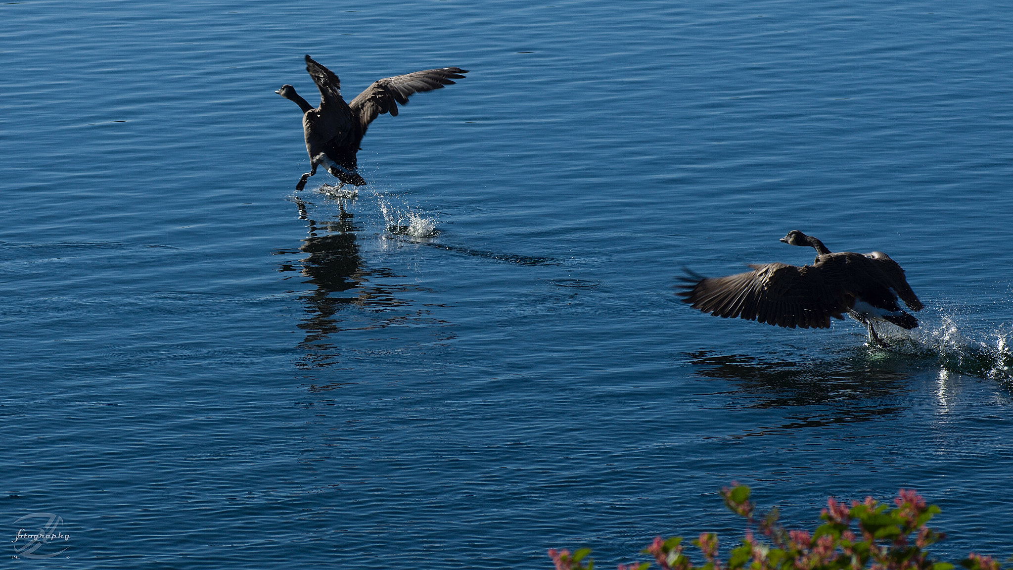 Pentax K-3 + Tamron SP AF 90mm F2.8 Di Macro sample photo. Catch me if you can photography