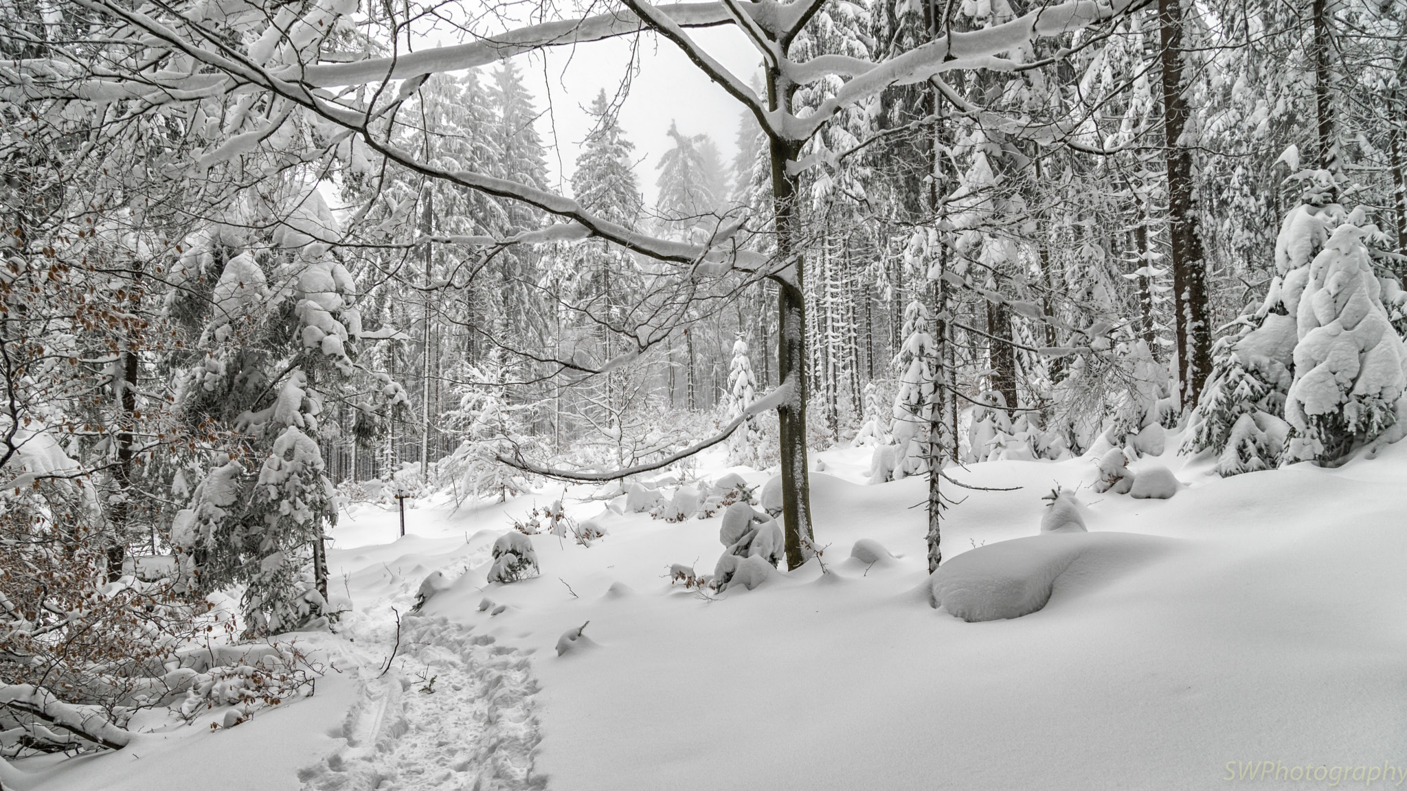 Sony a7 II + Canon EF 24-105mm F4L IS USM sample photo. Winter forest photography