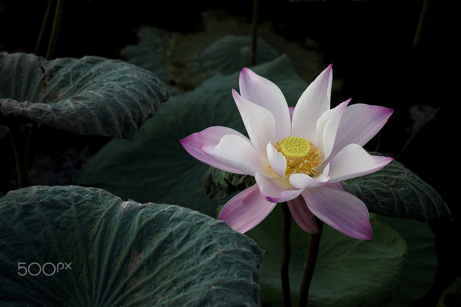 Canon EOS M sample photo. Lotus photography