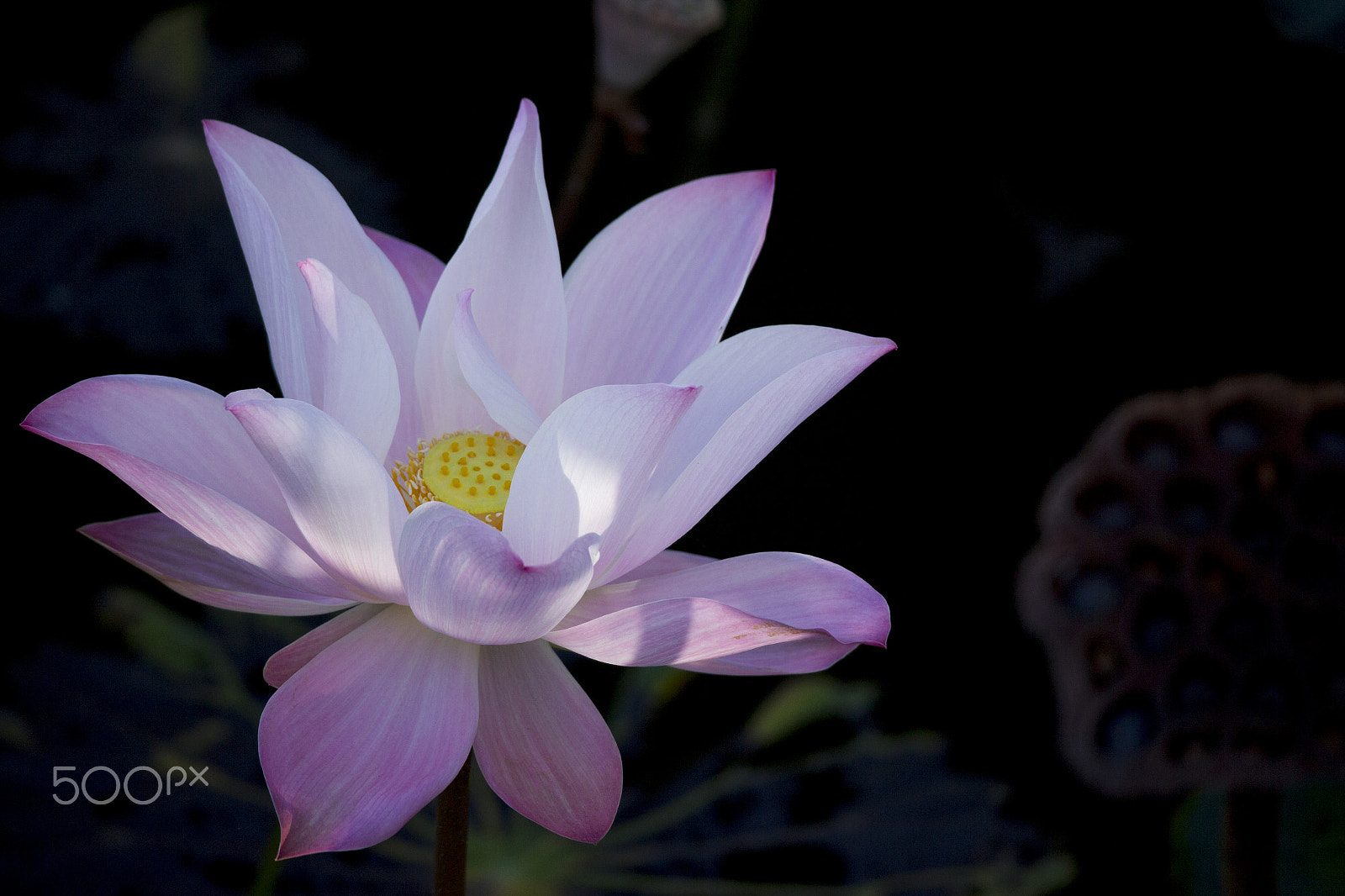 Canon EOS M sample photo. Lotus photography