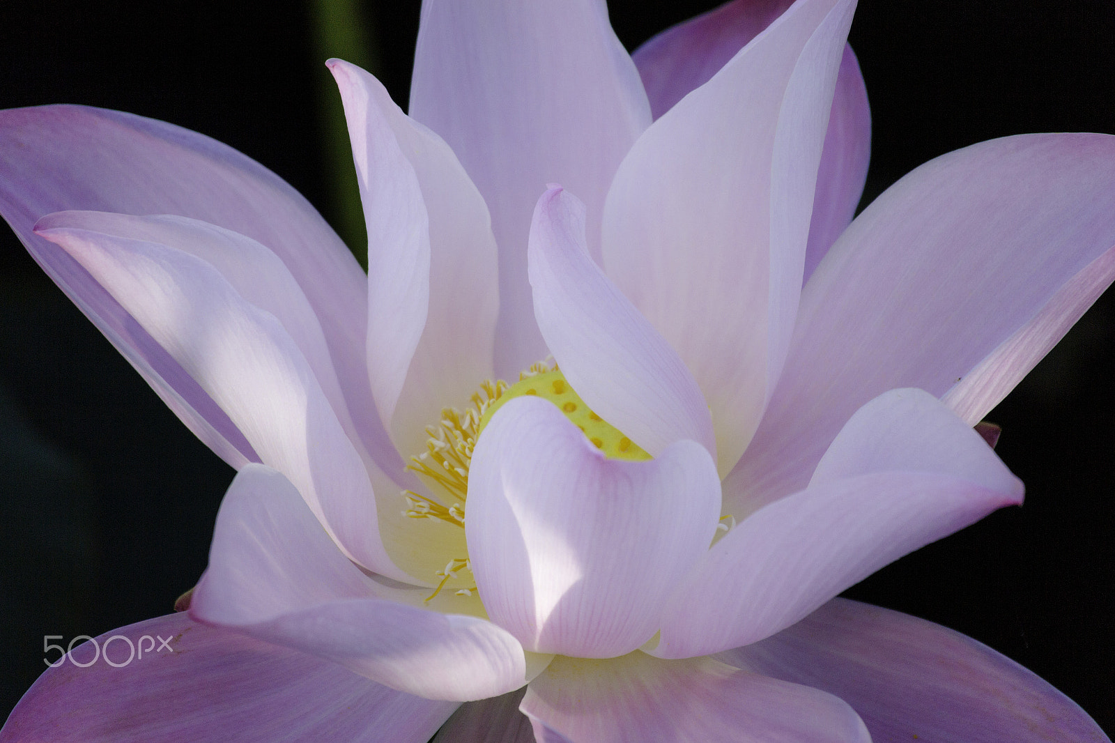 Canon EOS M sample photo. Lotus photography
