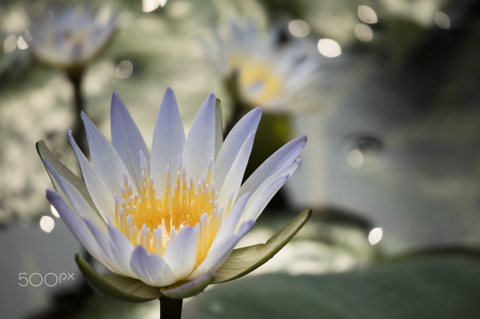 Canon EOS M3 sample photo. Lotus photography