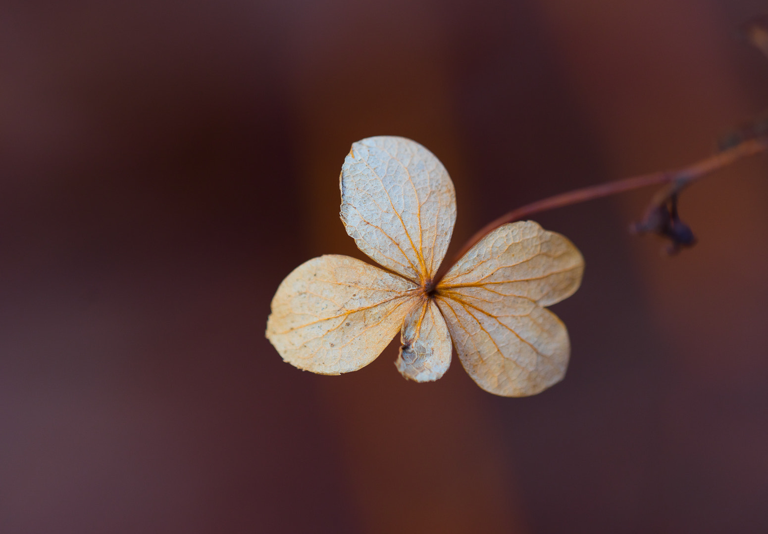 Sony a7 sample photo