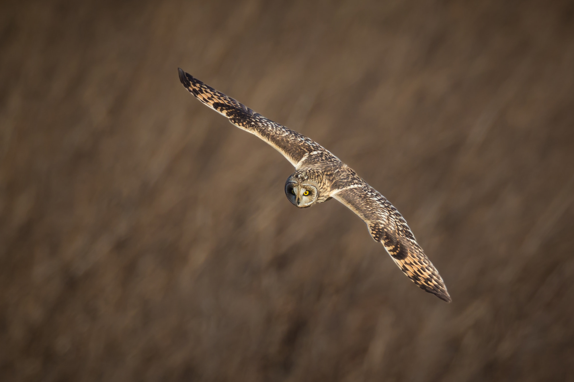 Canon EOS-1D X sample photo. 滑空 photography